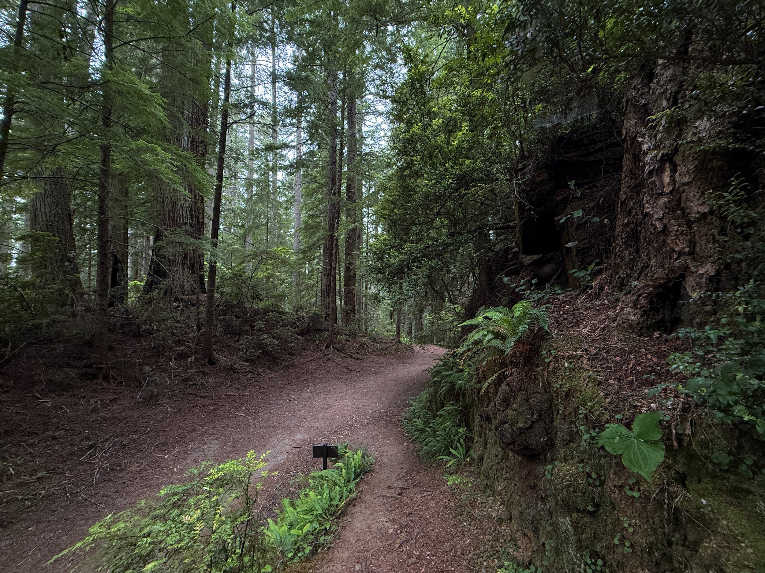Damnation Creek Trail Del Norte Coast Redwoods State Park California