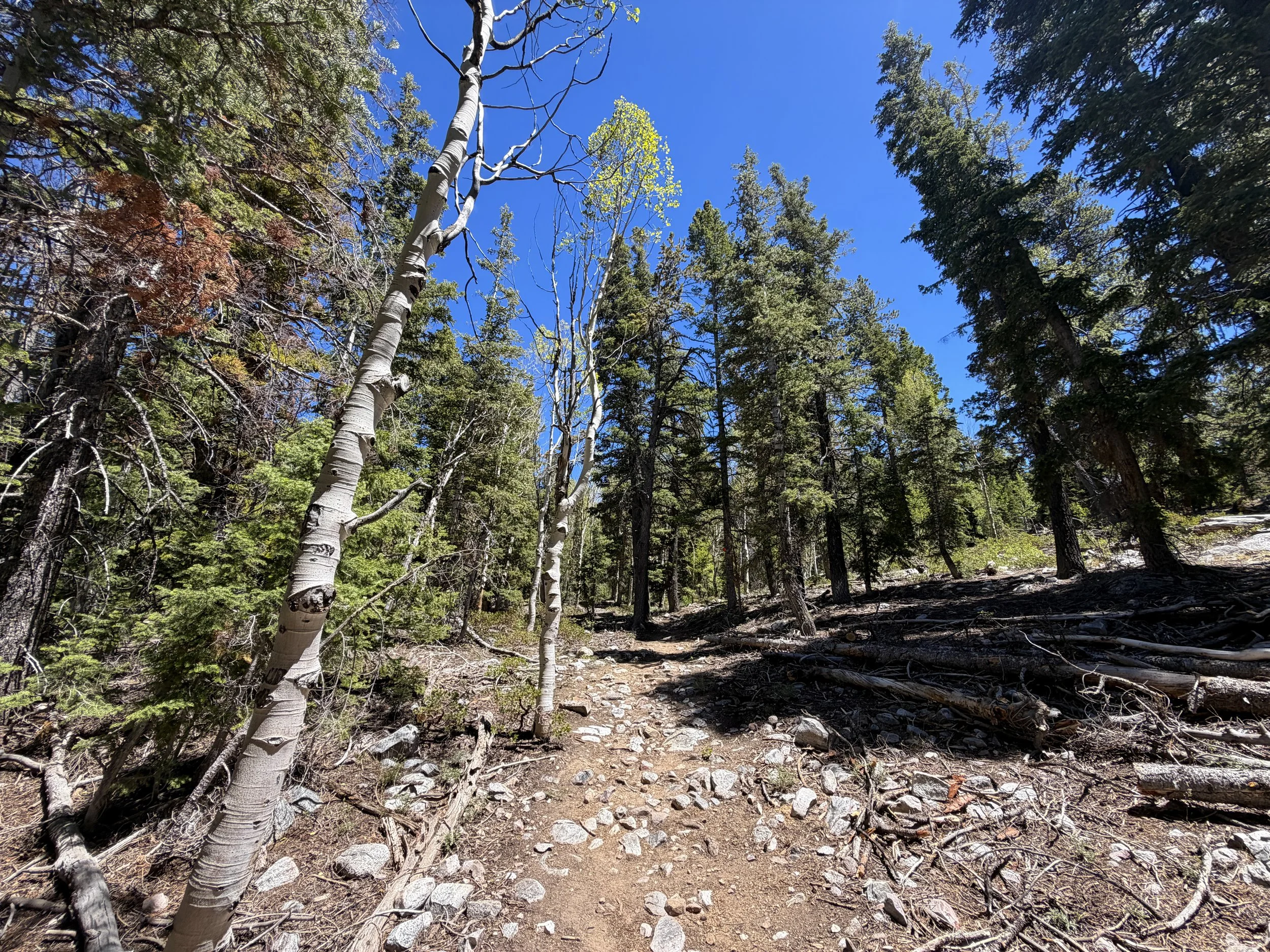Baker Creek Loop Trail Great Basin National Park Nevada