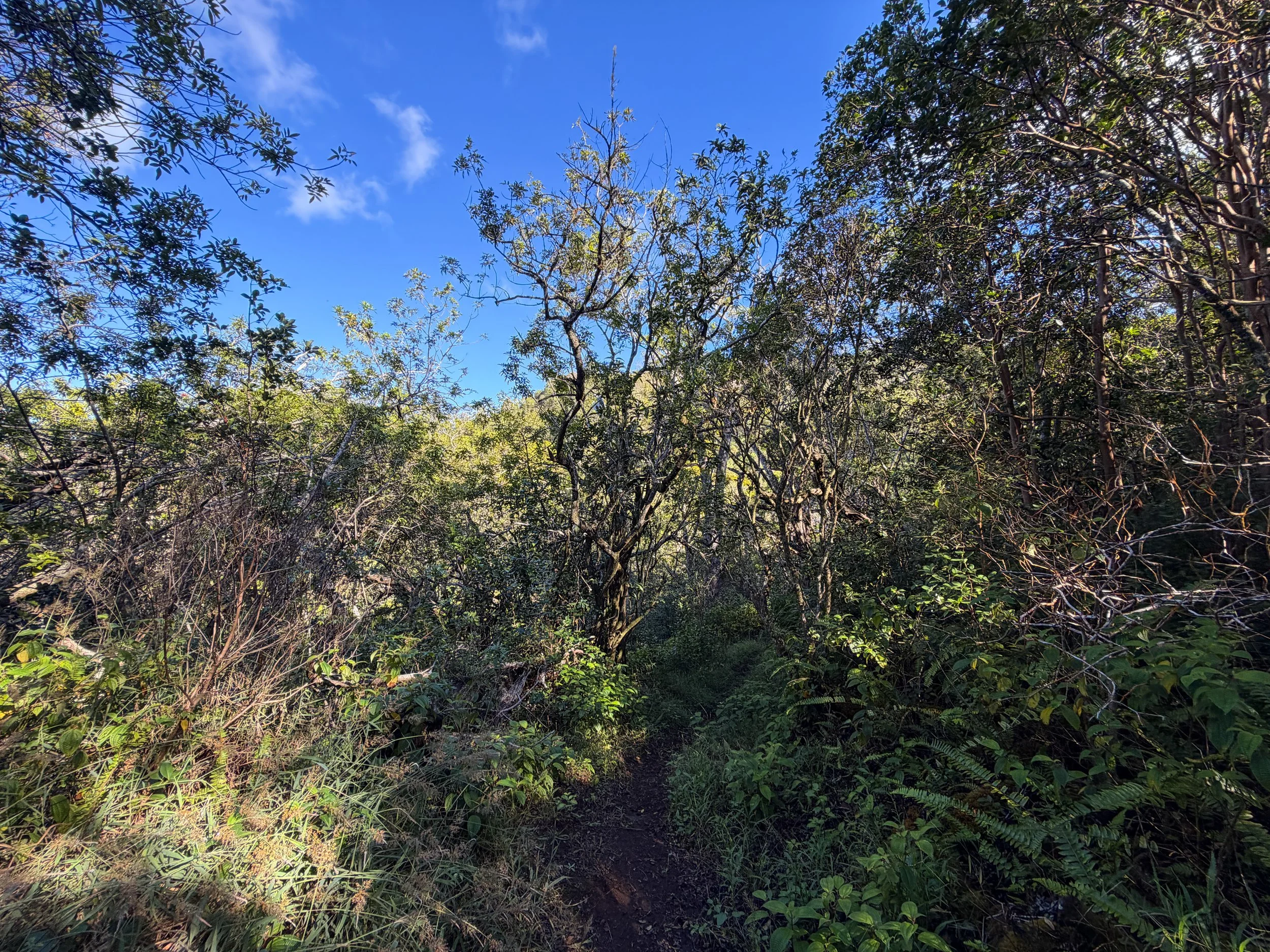 Mokuleia Trail Oahu Hawaii