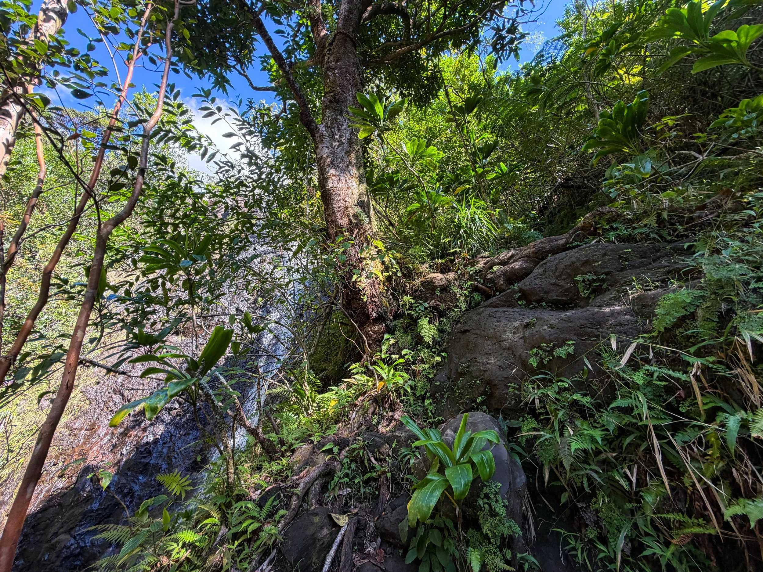Kaau Crater Trail Oahu Hawaii