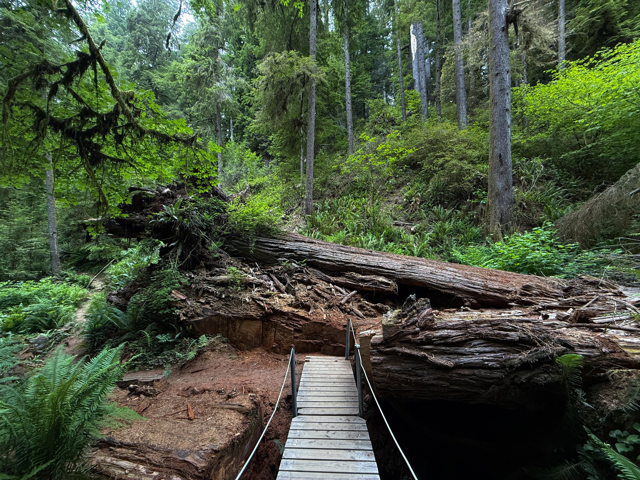 Boy Scout Tree Trail Jedediah Smith Redwoods State Park California