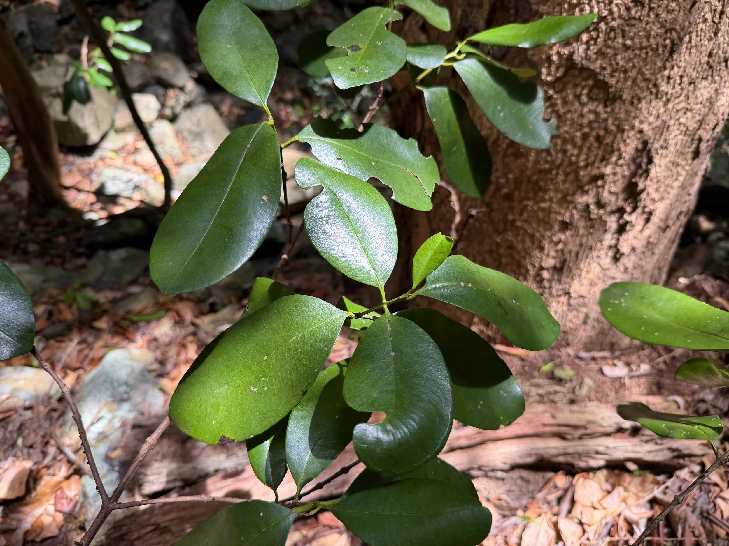 Bay Rum Pimenta racemosa