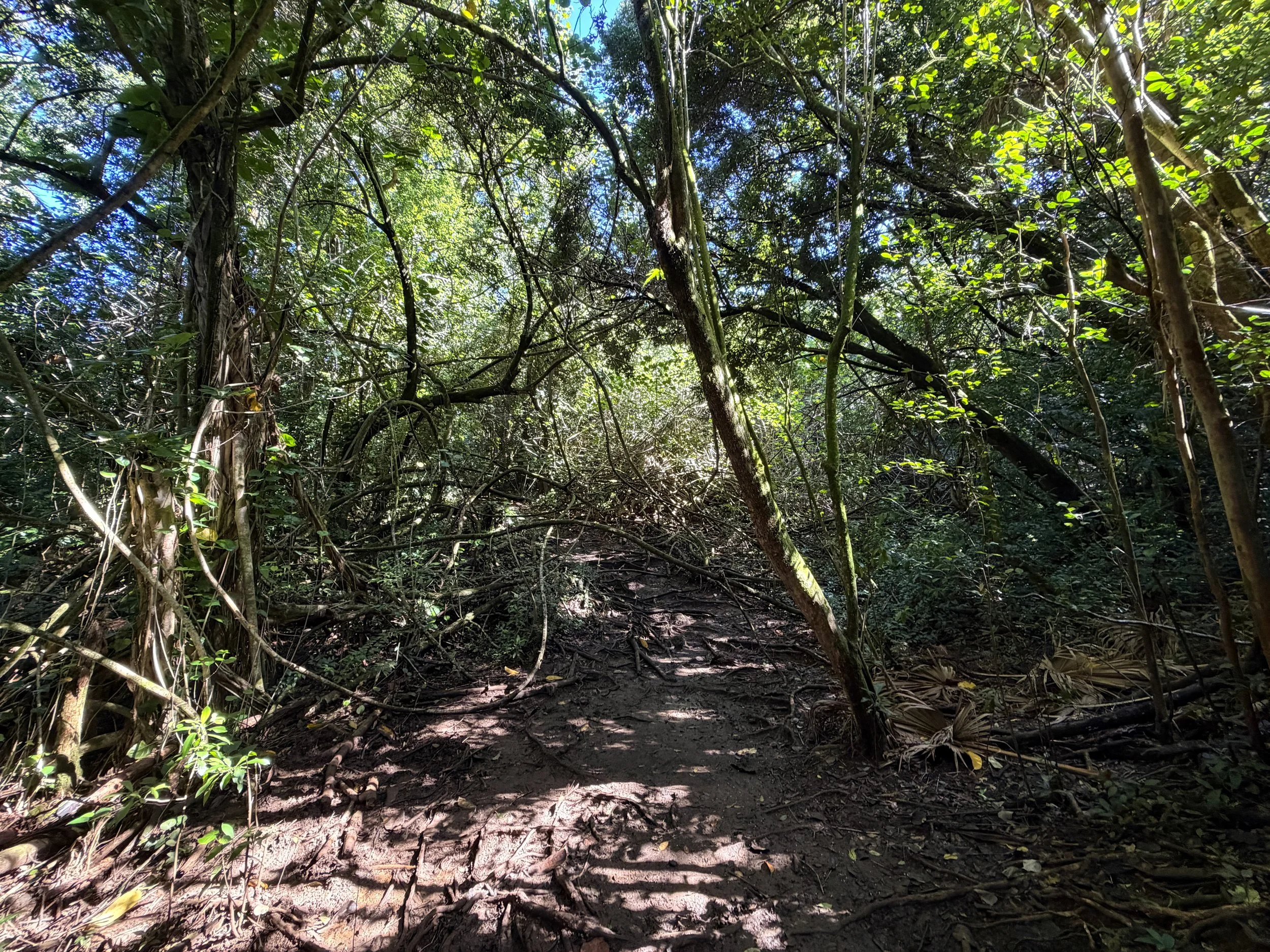 Judd Loop Trail Oahu Hawaii