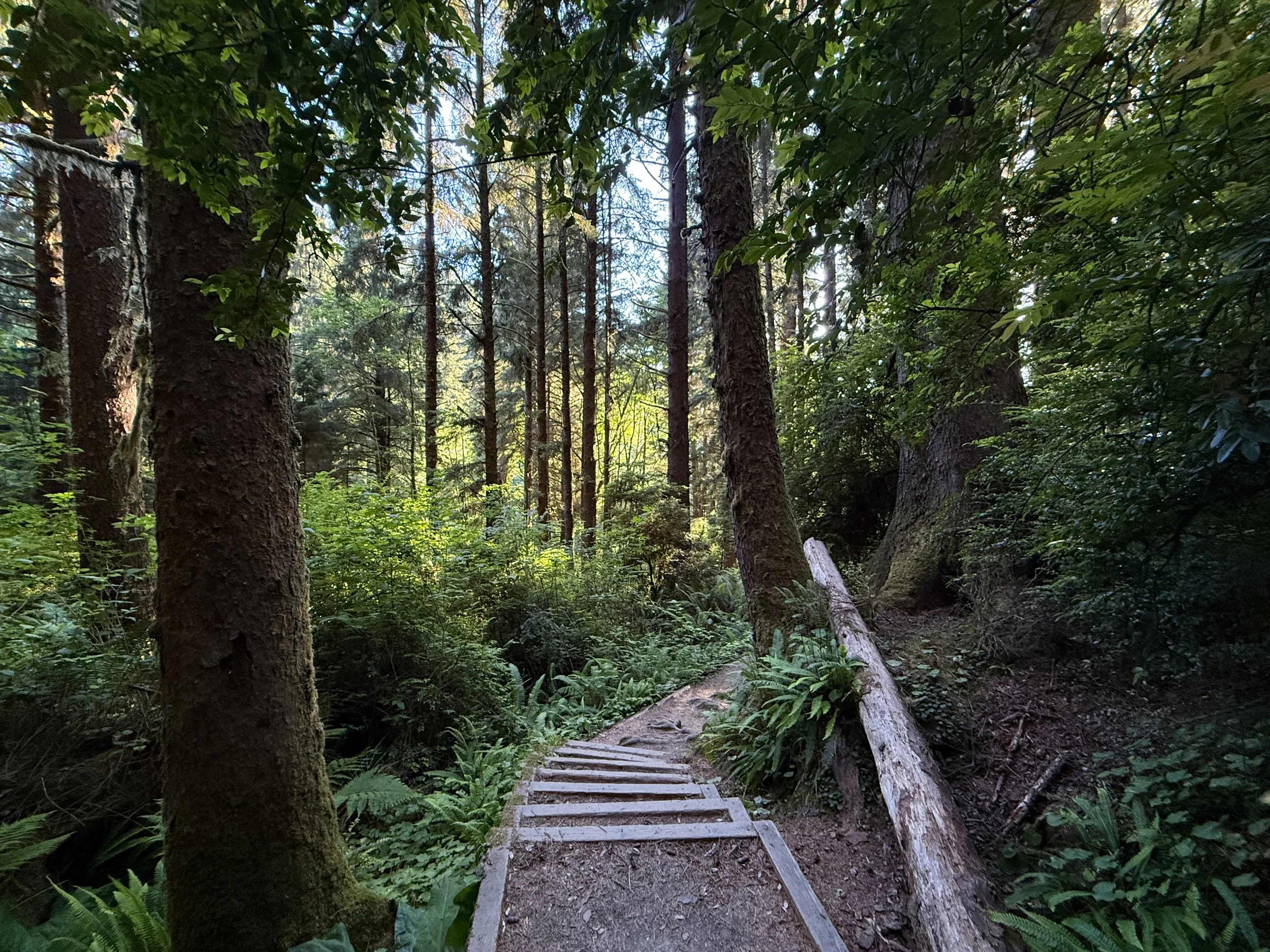 Fern Canyon Loop Trail Prairie Creek Redwoods State Park California