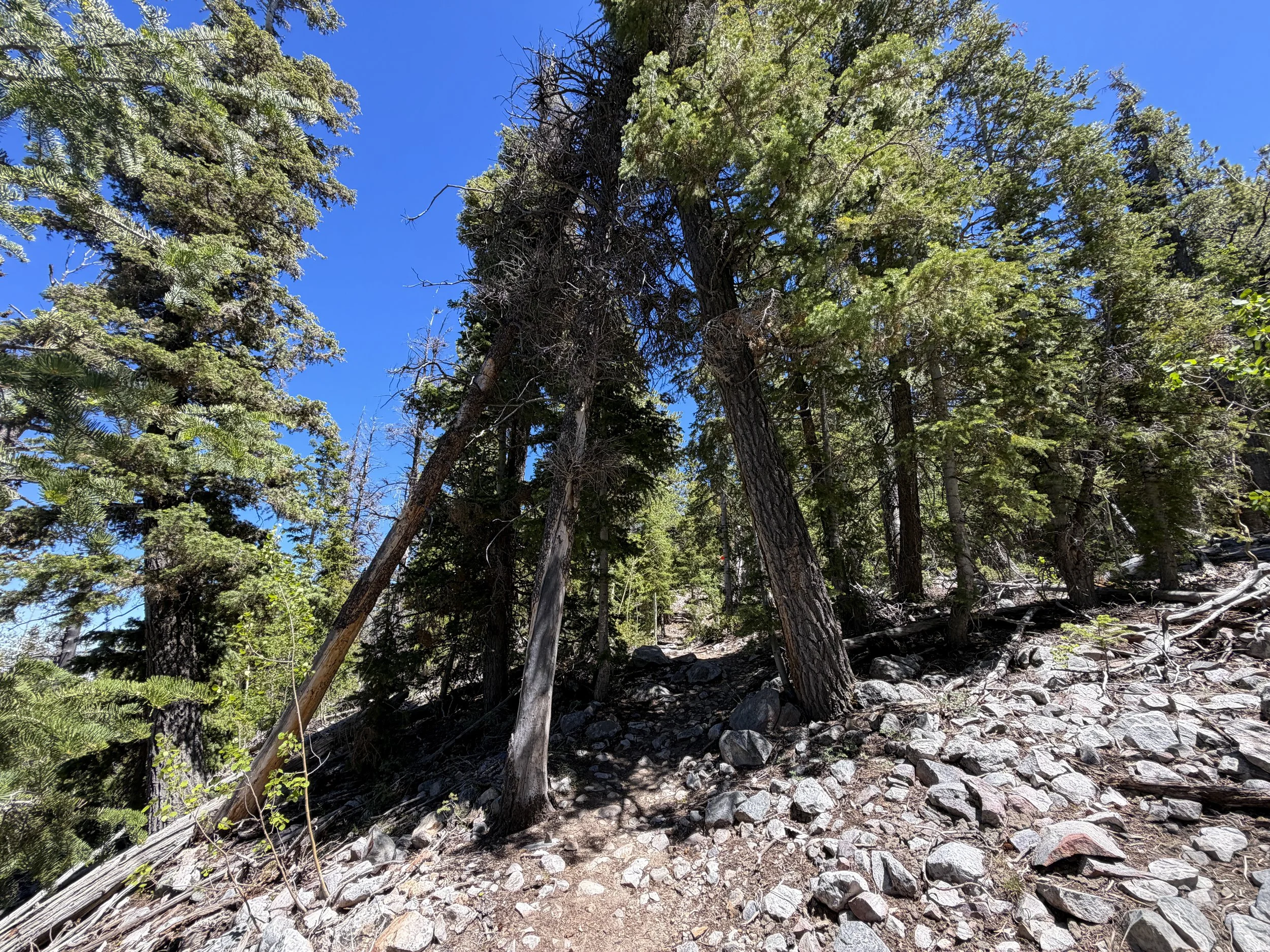 Baker Creek Loop Trail Great Basin National Park Nevada