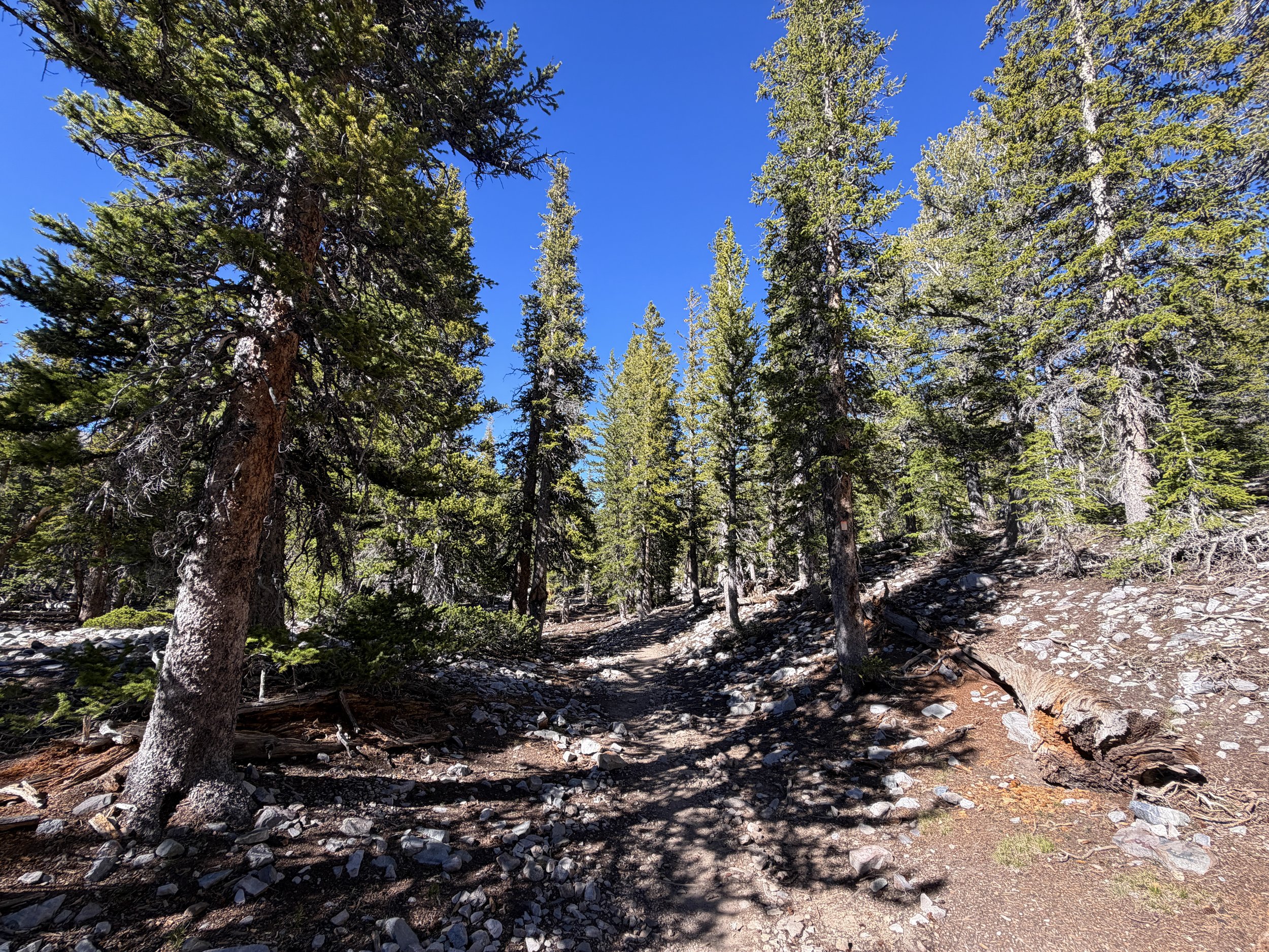 Alpine Lakes Loop Trail Great Basin National Park Nevada
