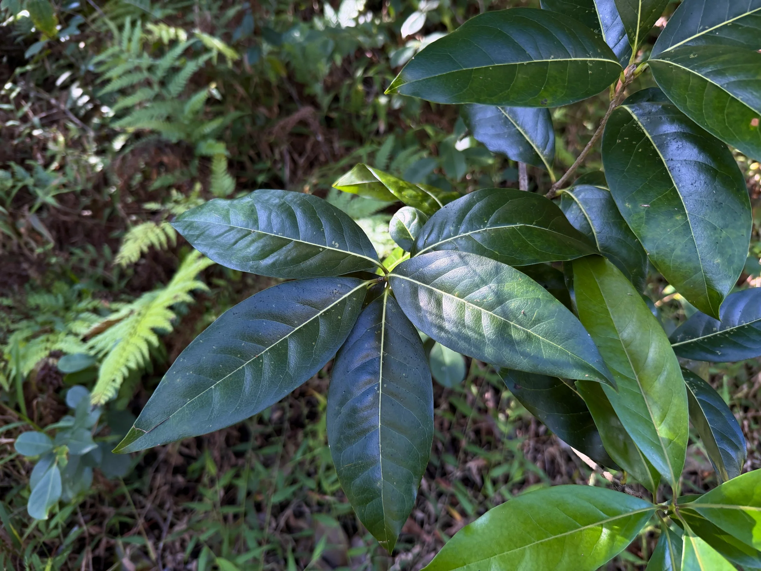 Olopua Nestegis sandwicensis