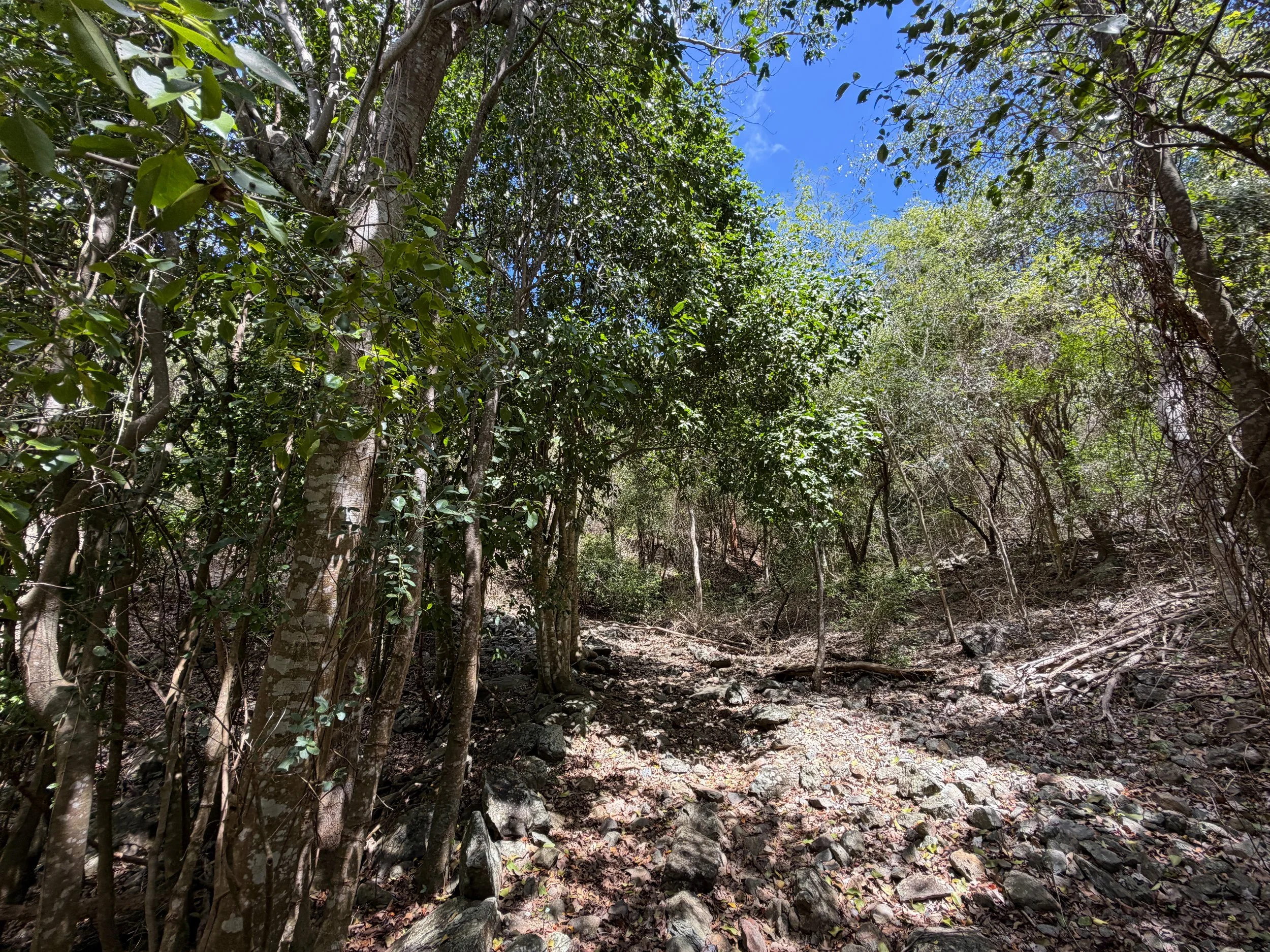 Brown Bay Hike Virgin Islands National Park