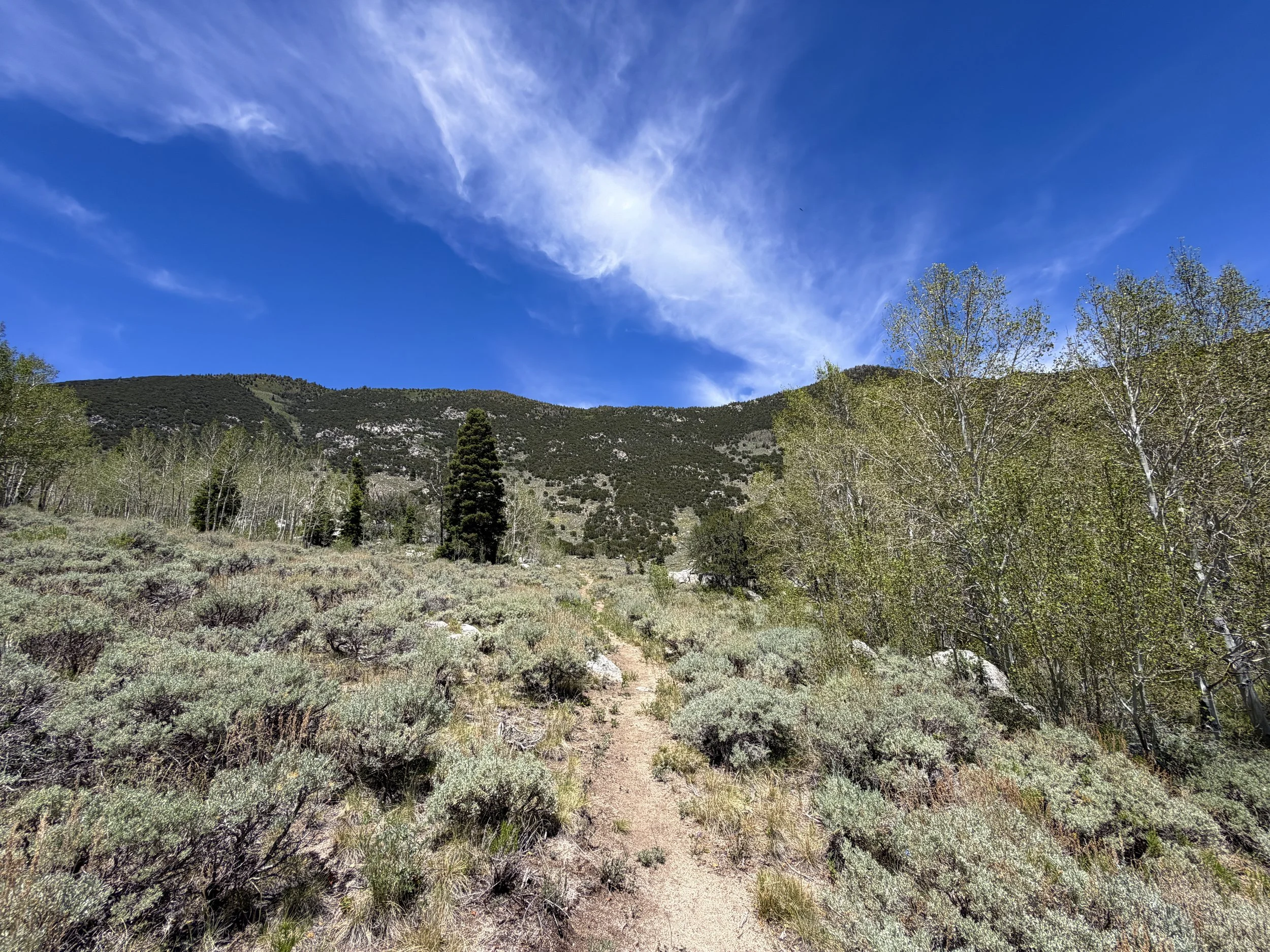 Serviceberry Loop Trail Great Basin National Park Nevada