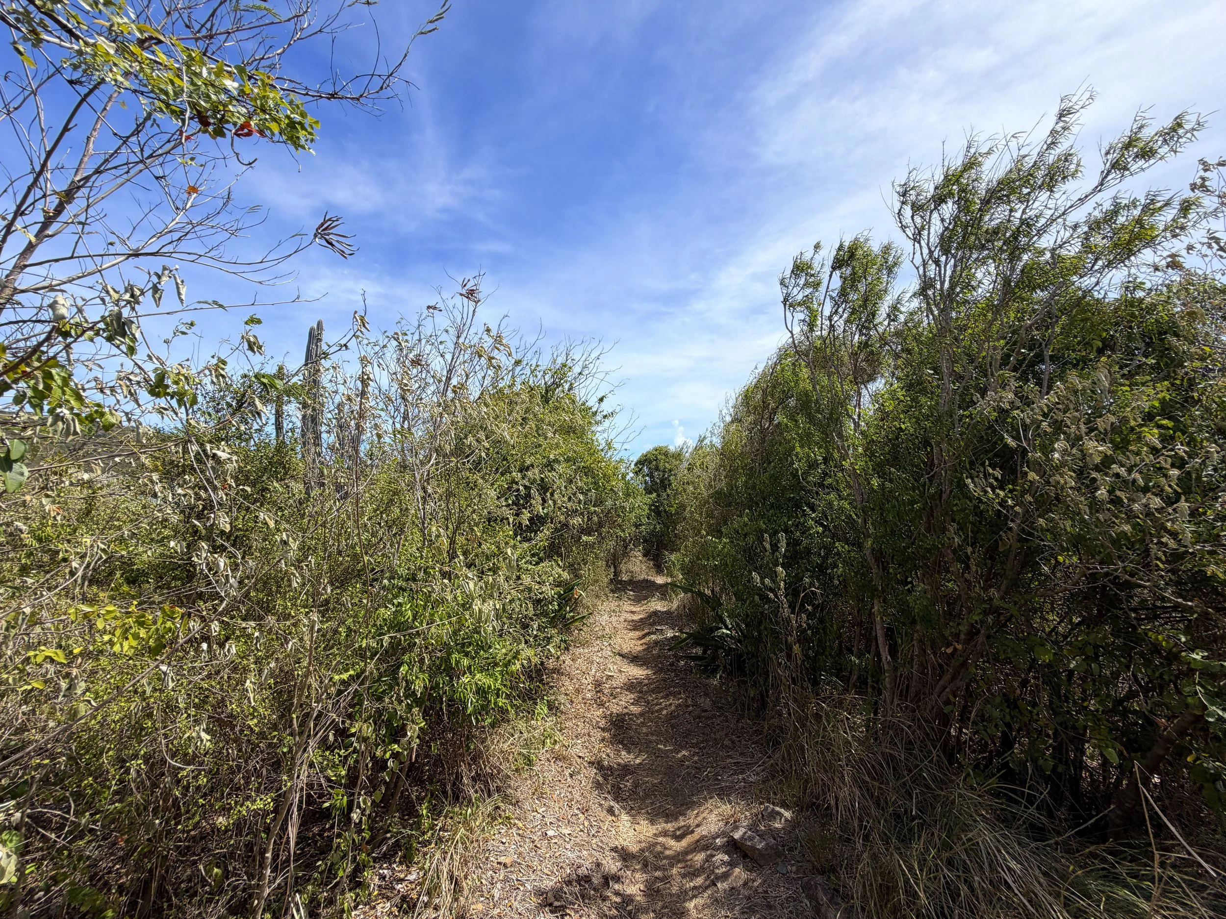 Yawzi Point Hike Virgin Islands National Park