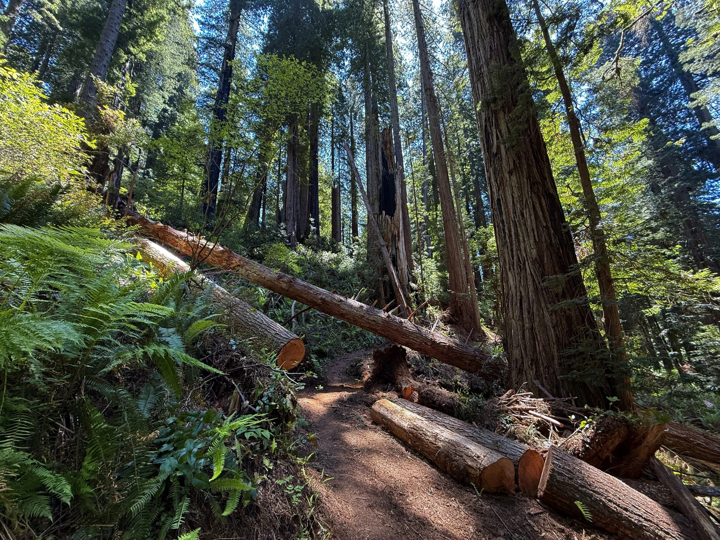 Ten Taypo–Hope Creek Loop Trail Prairie Creek Redwoods State Park California