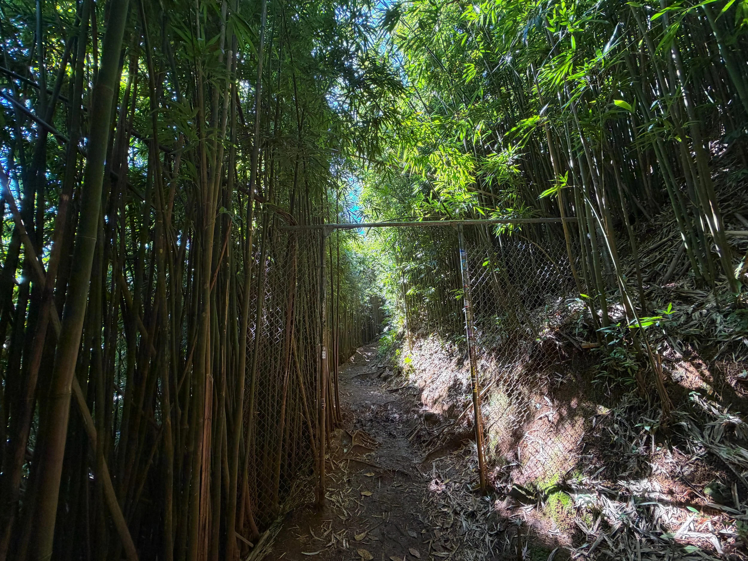 Aihualama Trail Oahu Hawaii
