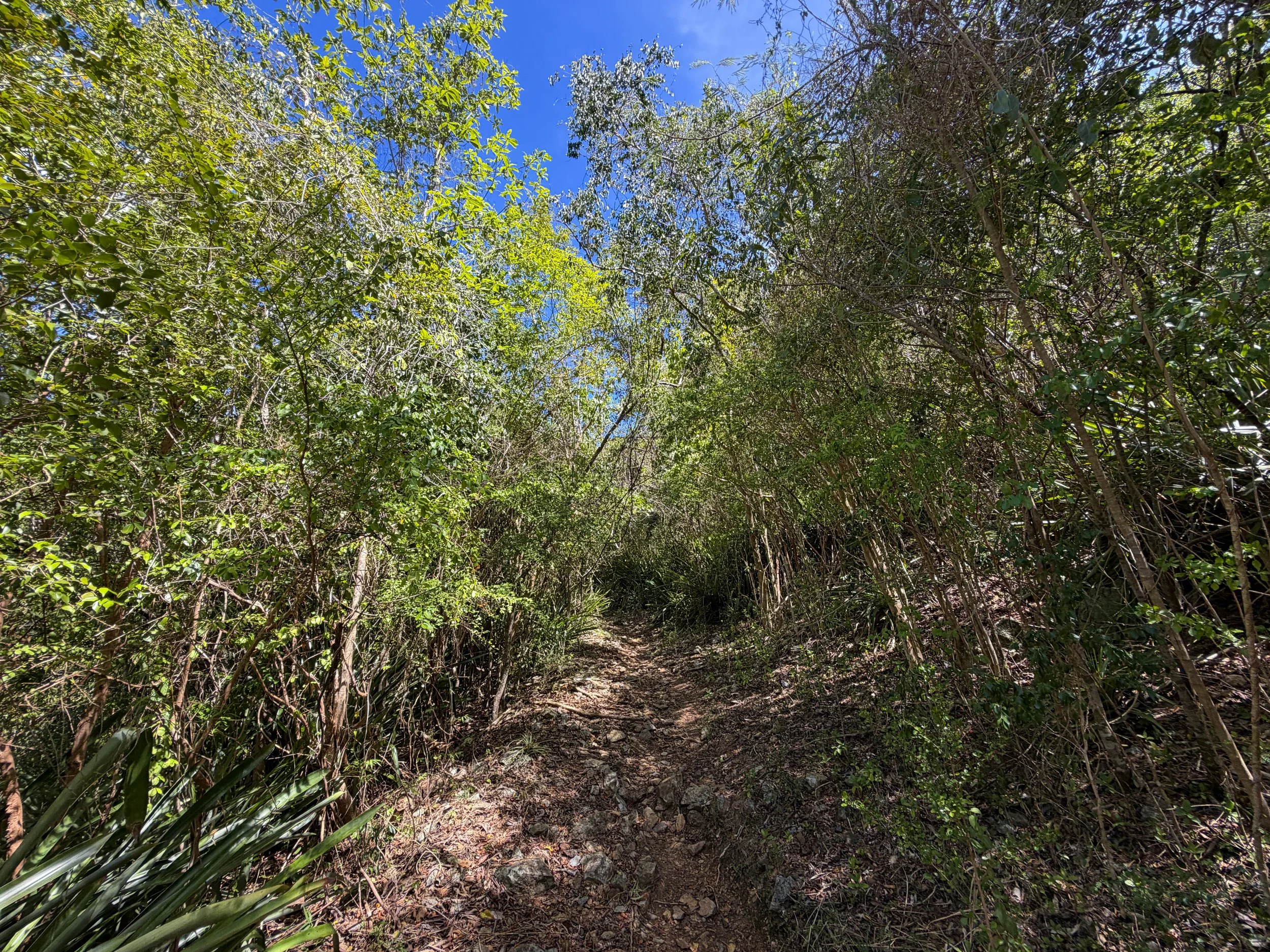 Lameshur Bay Trail to Reef Bay Virgin Islands National Park