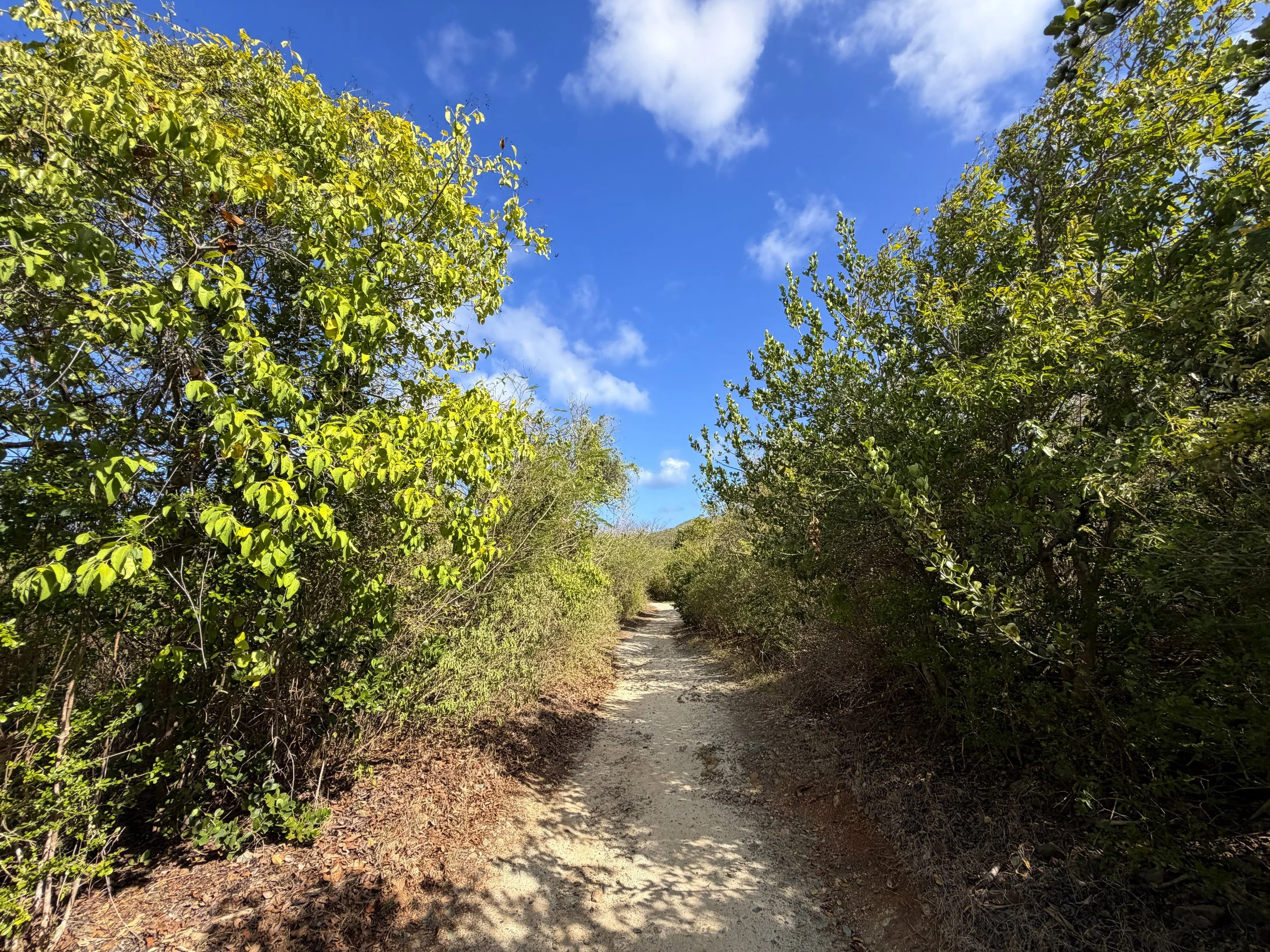 Drunk Bay Trail Virgin Islands National Park