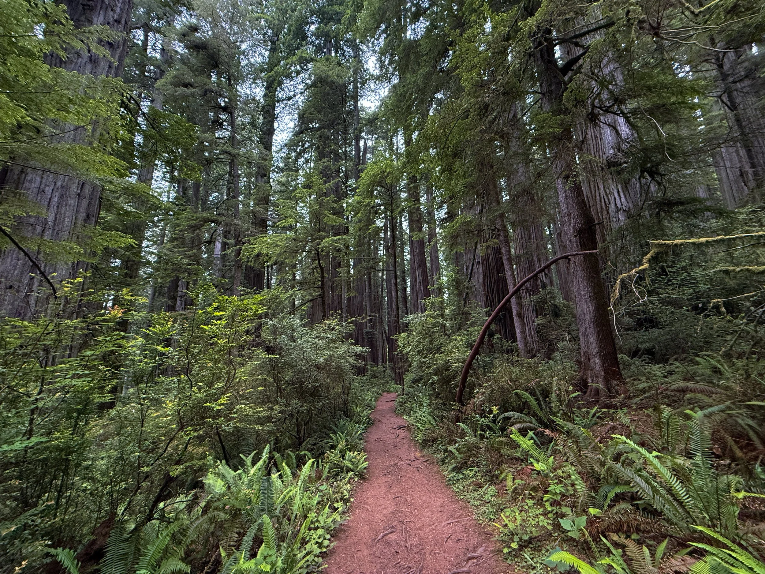 Boy Scout Tree Trail Jedediah Smith Redwoods State Park California