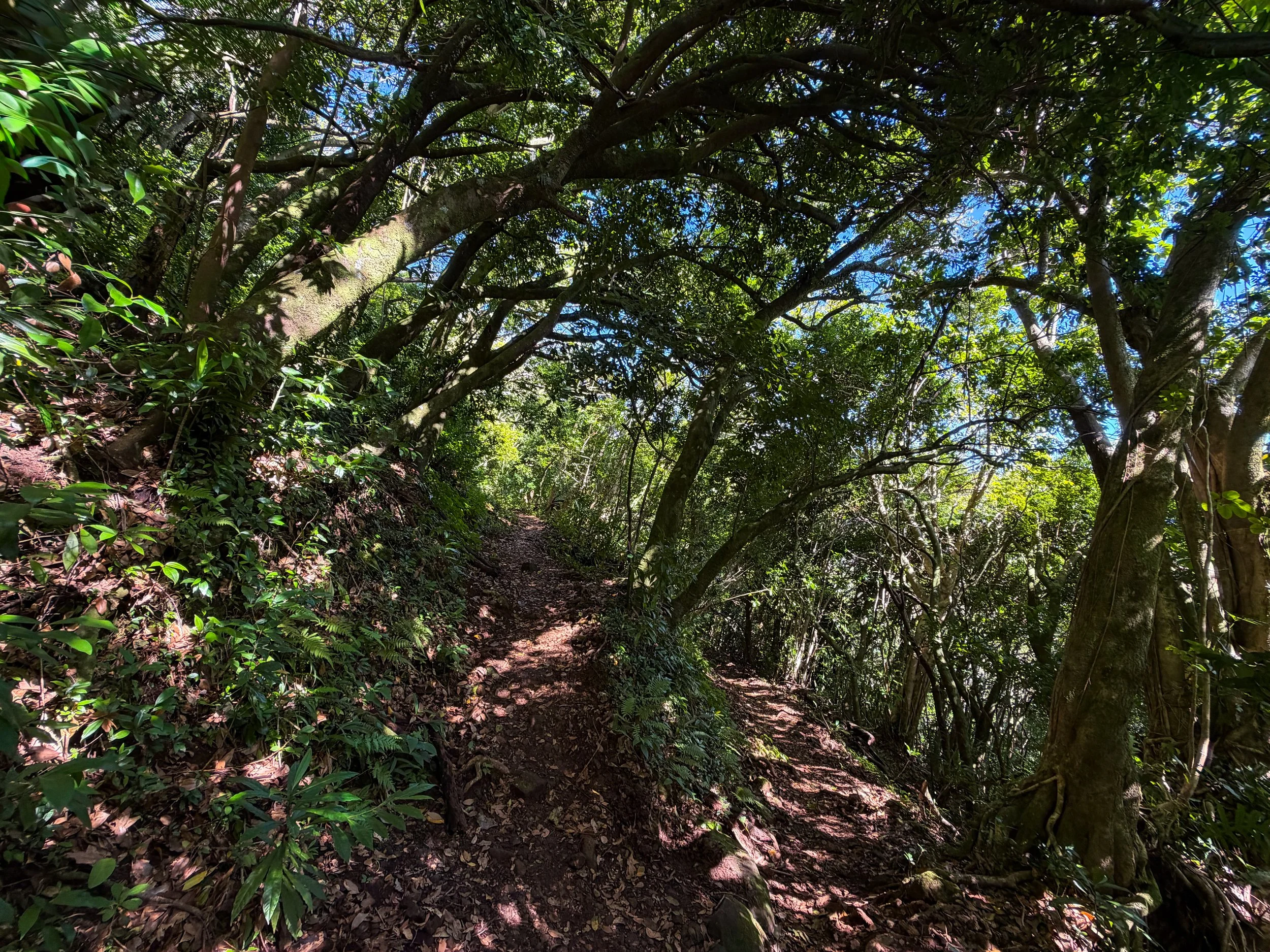 Aihualama Trail Switchbacks Oahu Hawaii