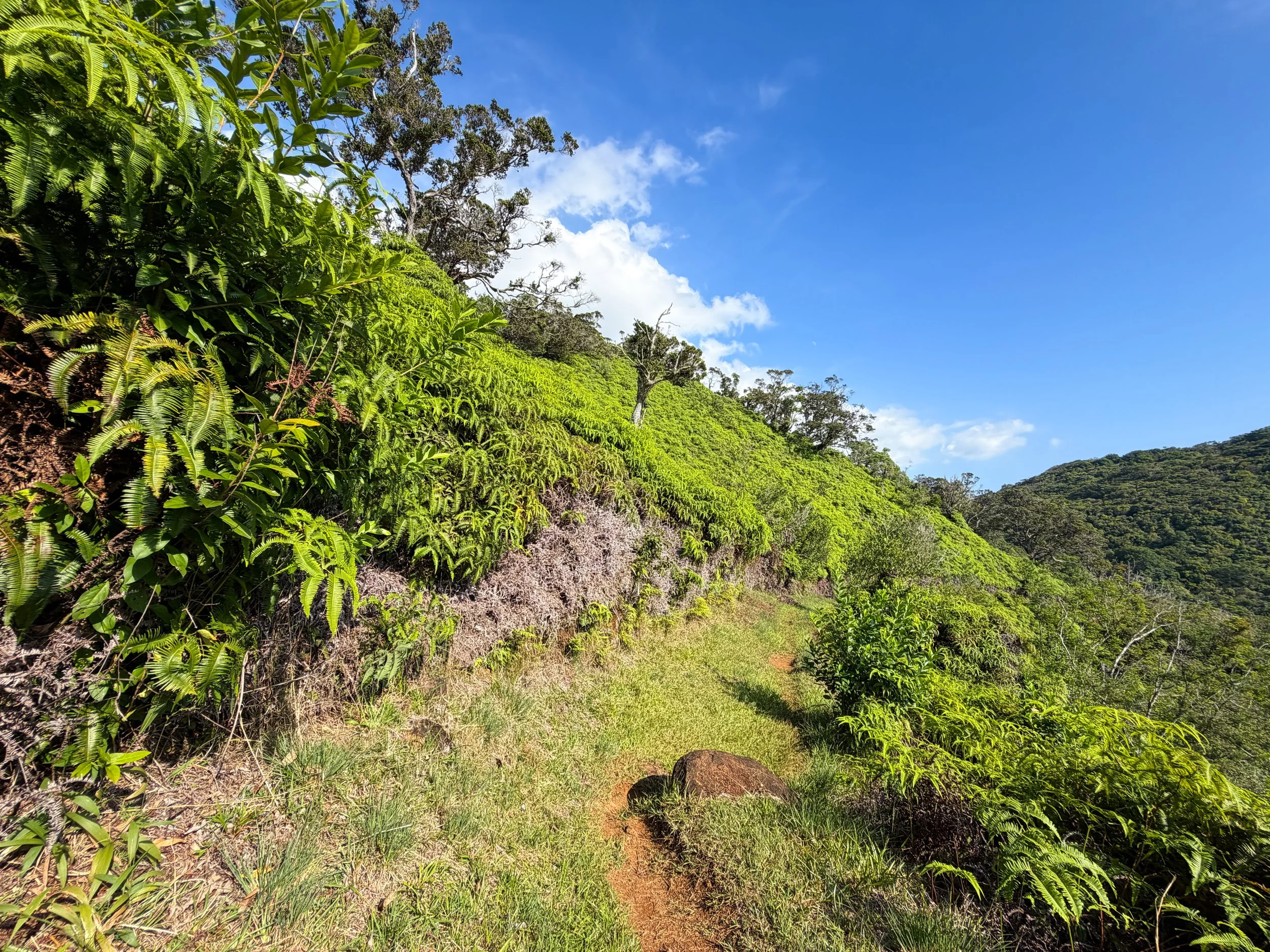 Nuuanu Trail Oahu Hawaii