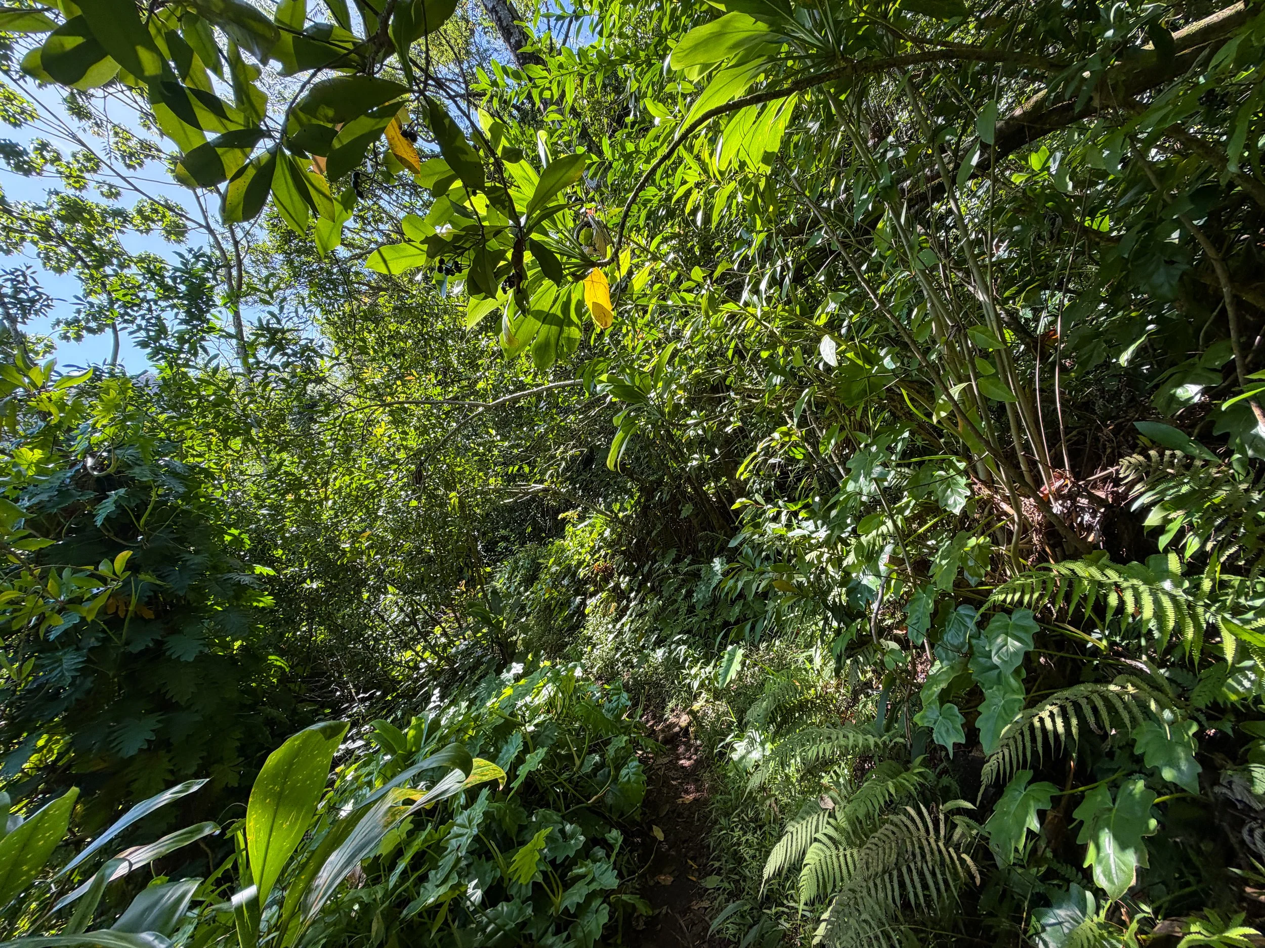 Aihualama Hike Oahu Hawaii
