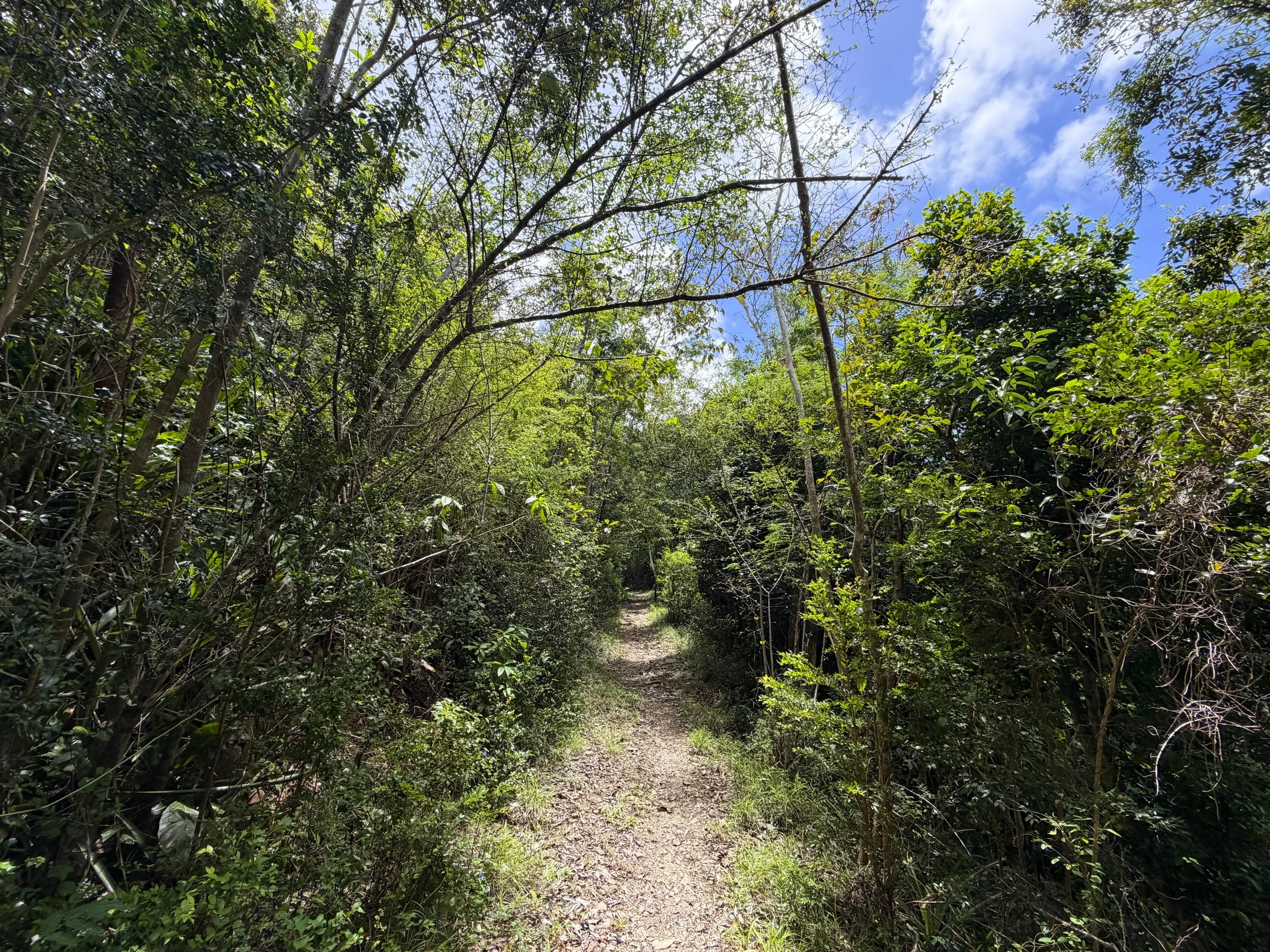 LEsperance Trail Virgin Islands National Park