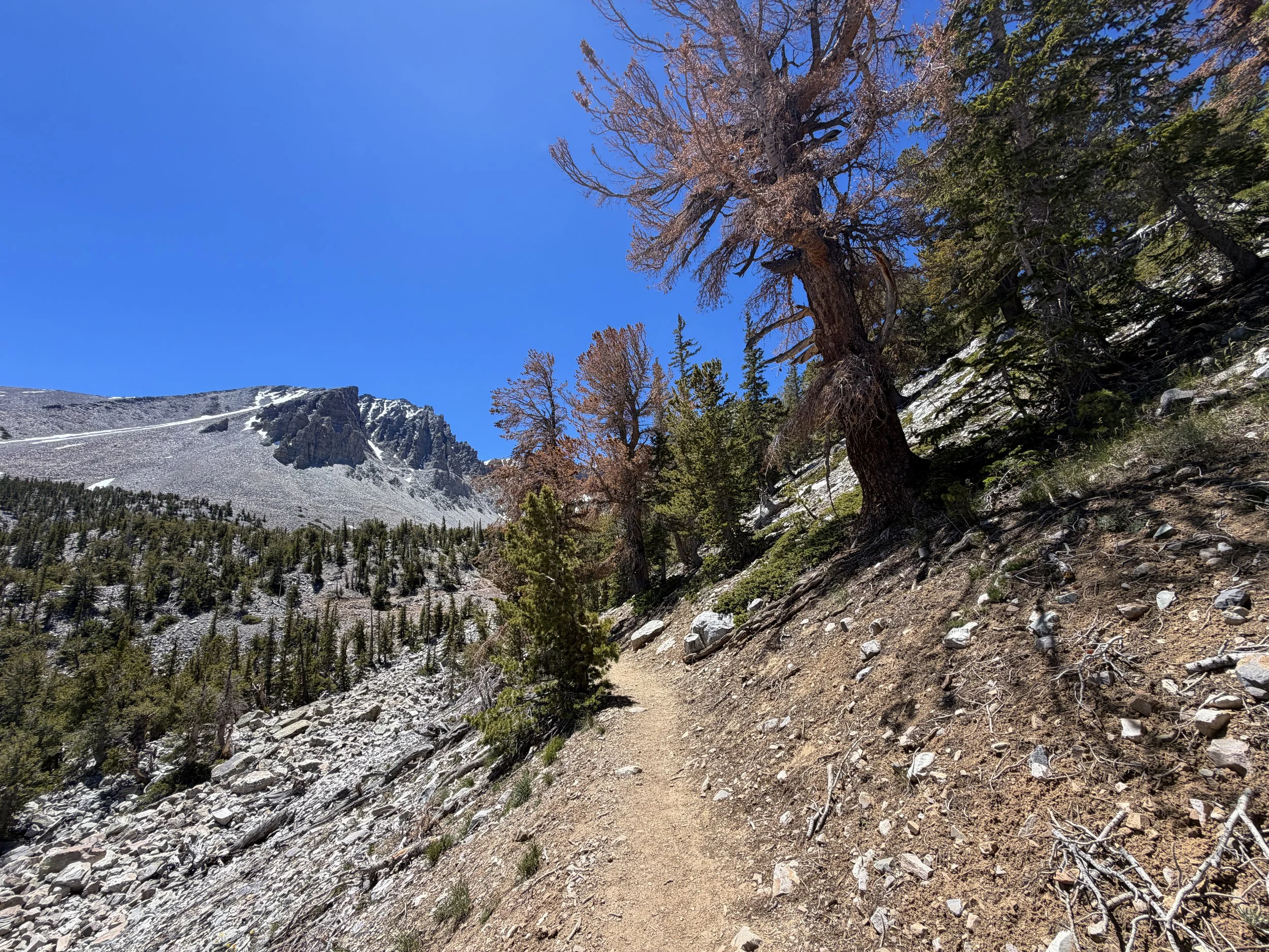 Bristlecone Pine Trail Great Basin National Park Nevada