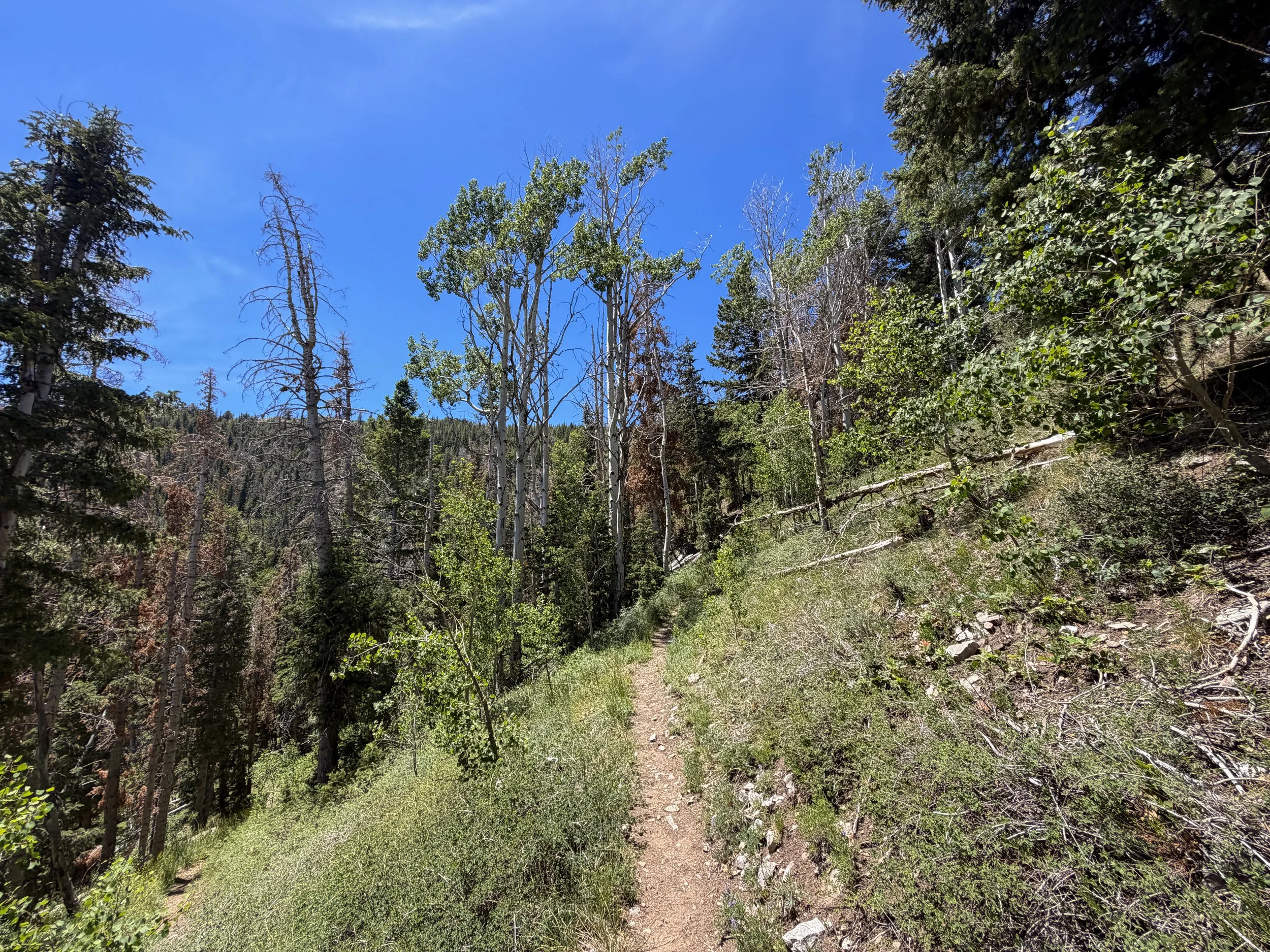 Timber Creek Loop Hike Great Basin National Park Nevada