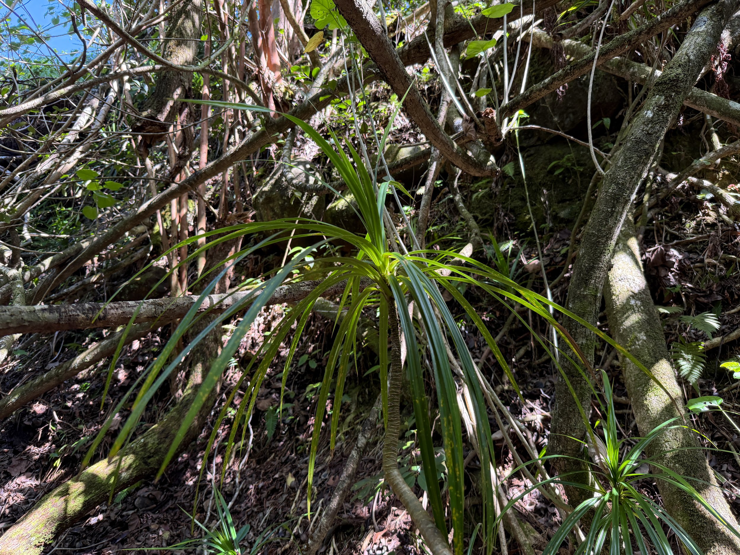 Ieie Freycinetia arborea
