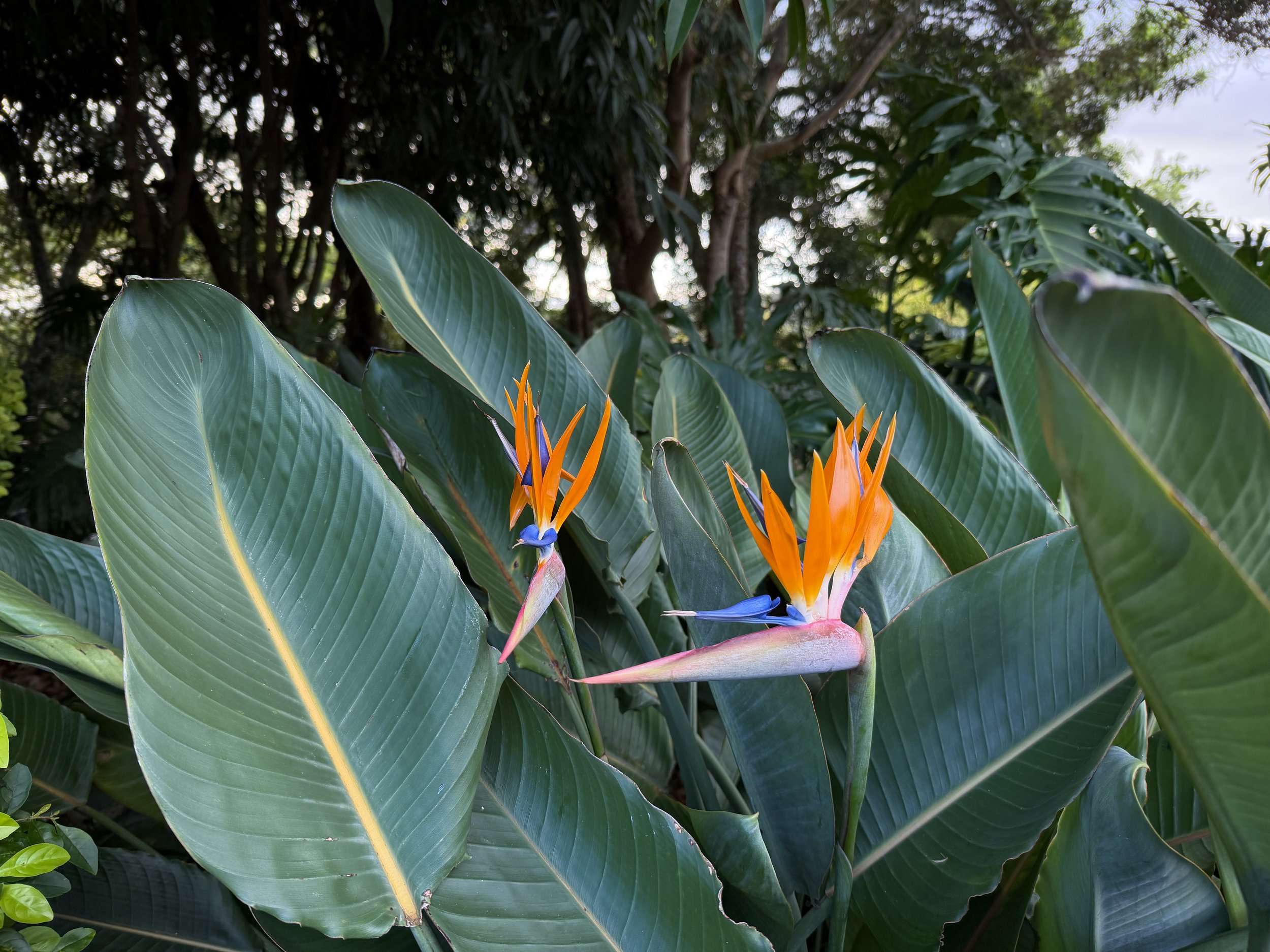 Strelitzia reginae