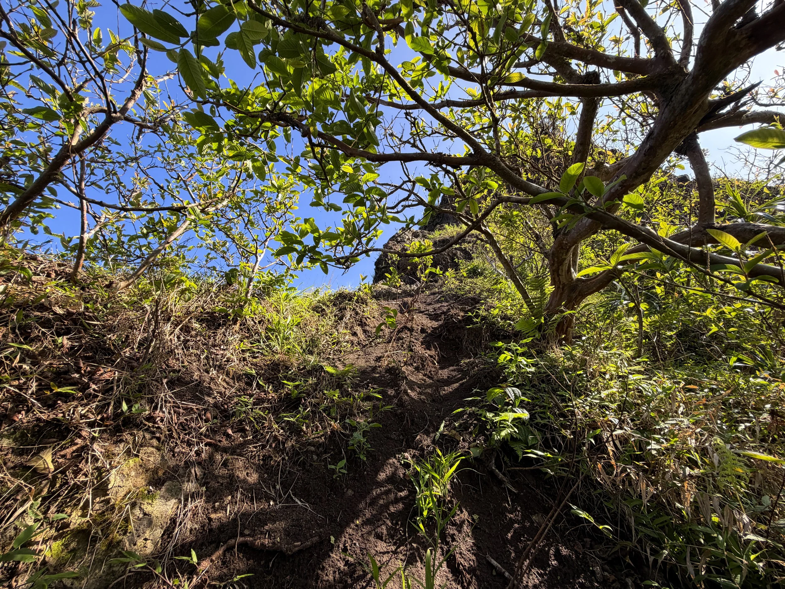 Moanalua Saddle KST Oahu Hawaii