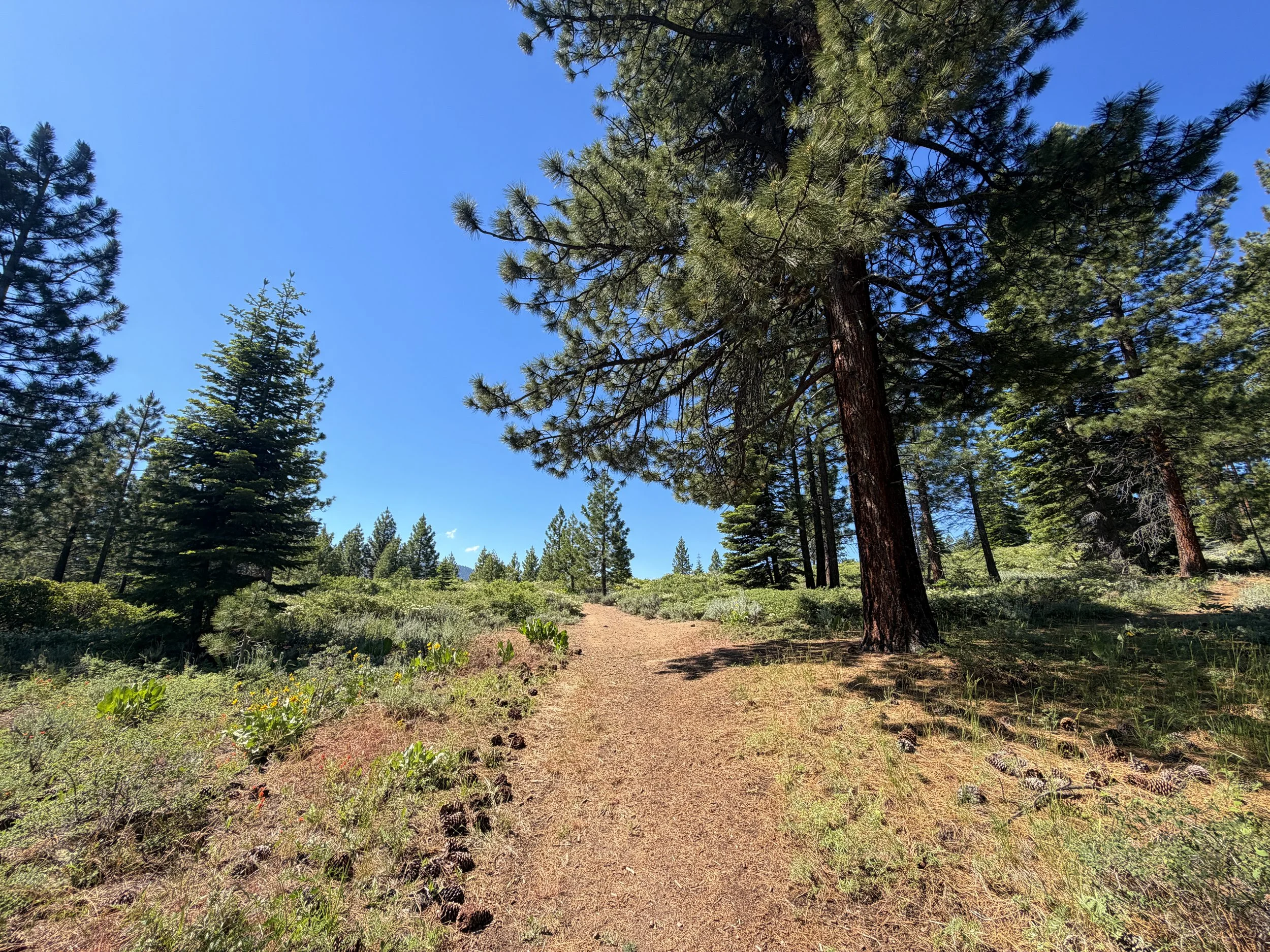 Captain Pomin Trail Lake Tahoe Nevada