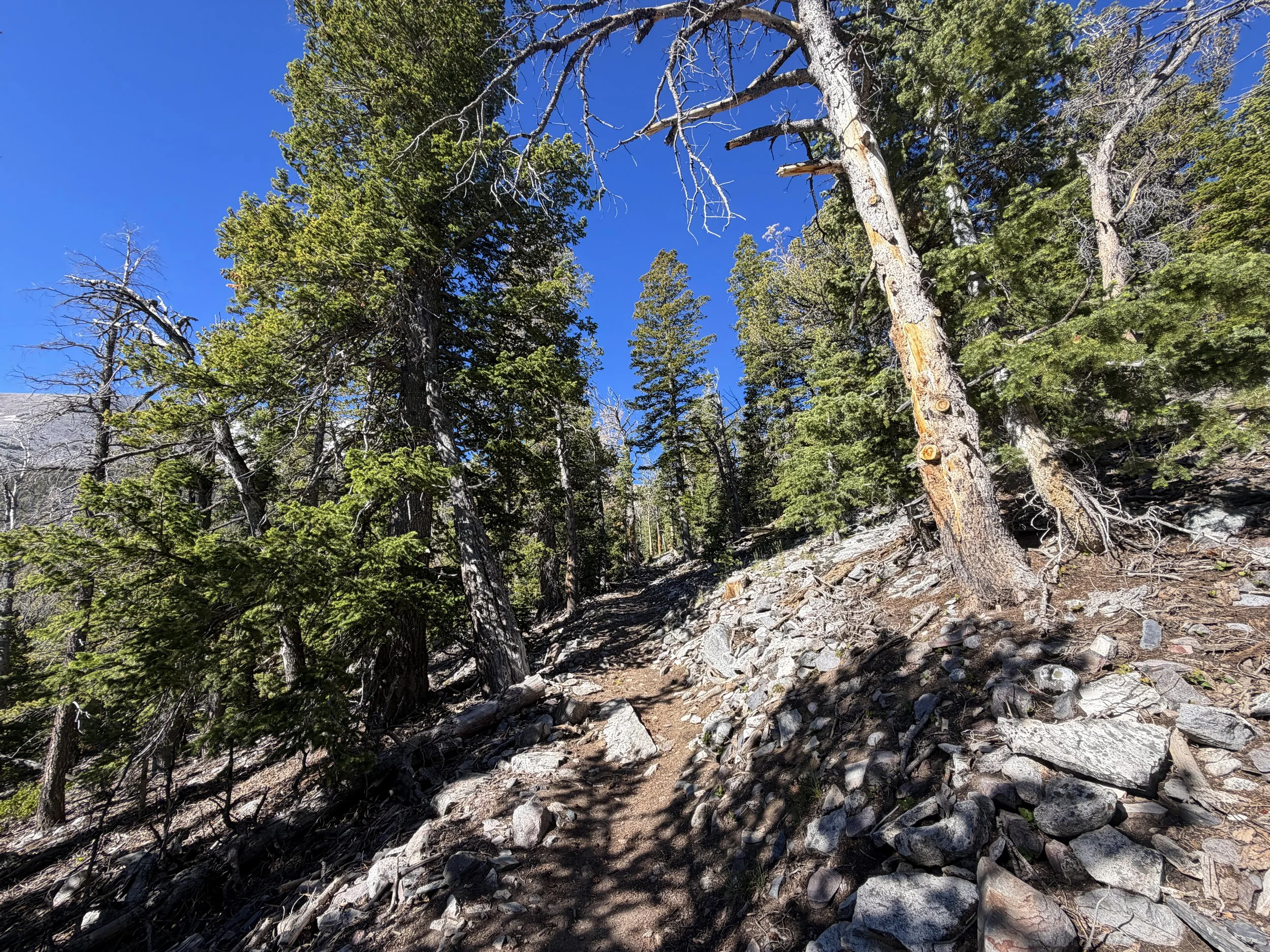 Lehman Creek Trail Great Basin National Park Nevada