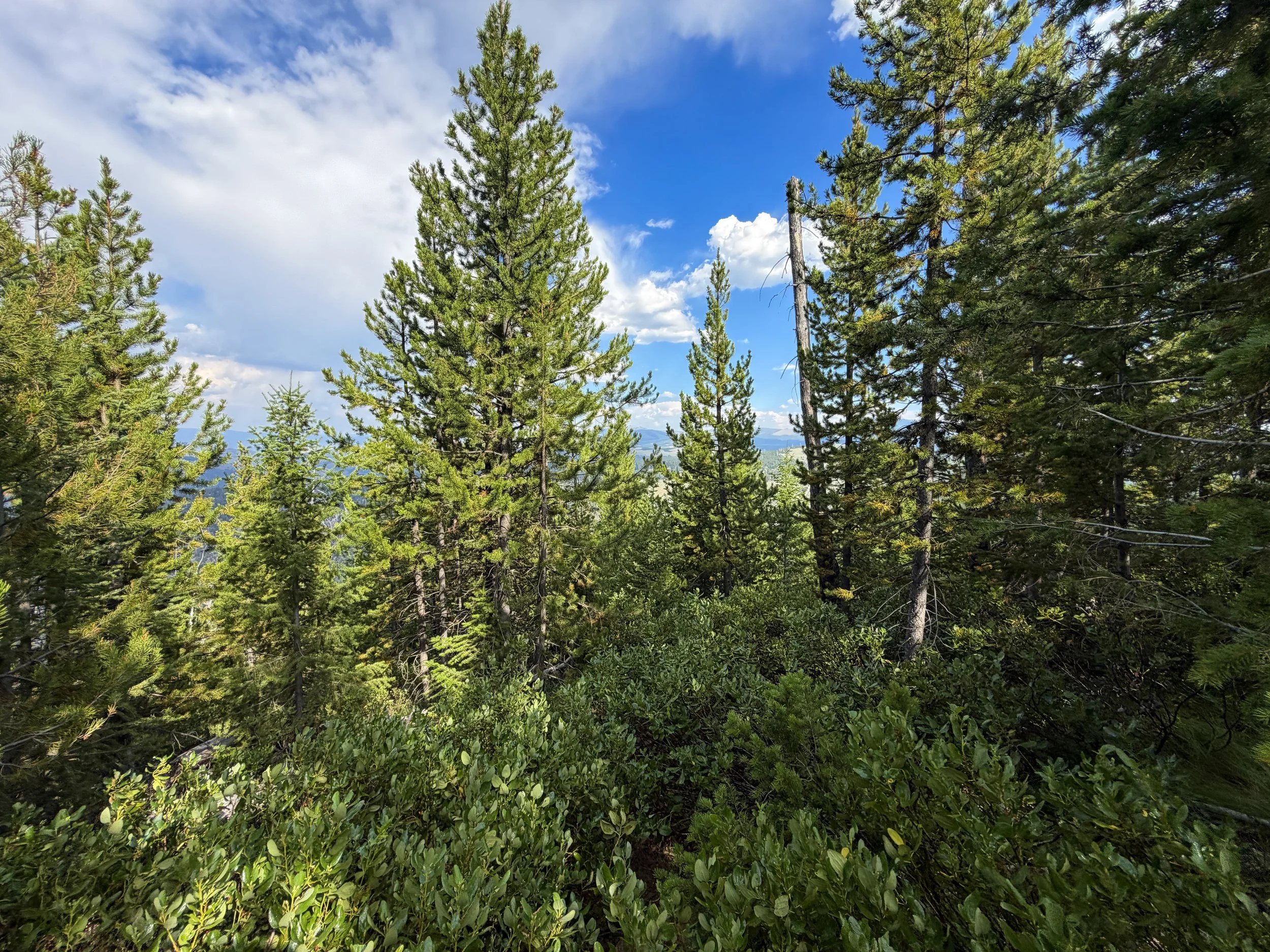 Bunsen Peak Trail Yellowstone National Park Wyoming