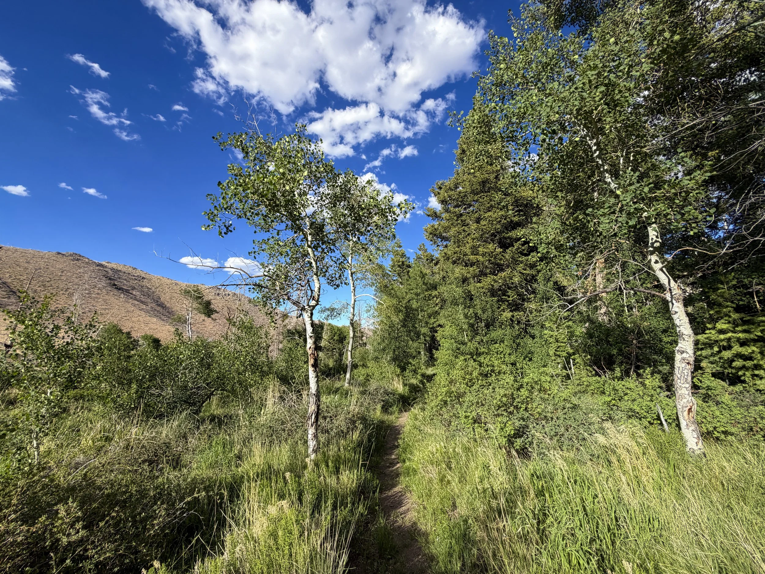 Sage Steppe Loop Trail Great Basin National Park Nevada