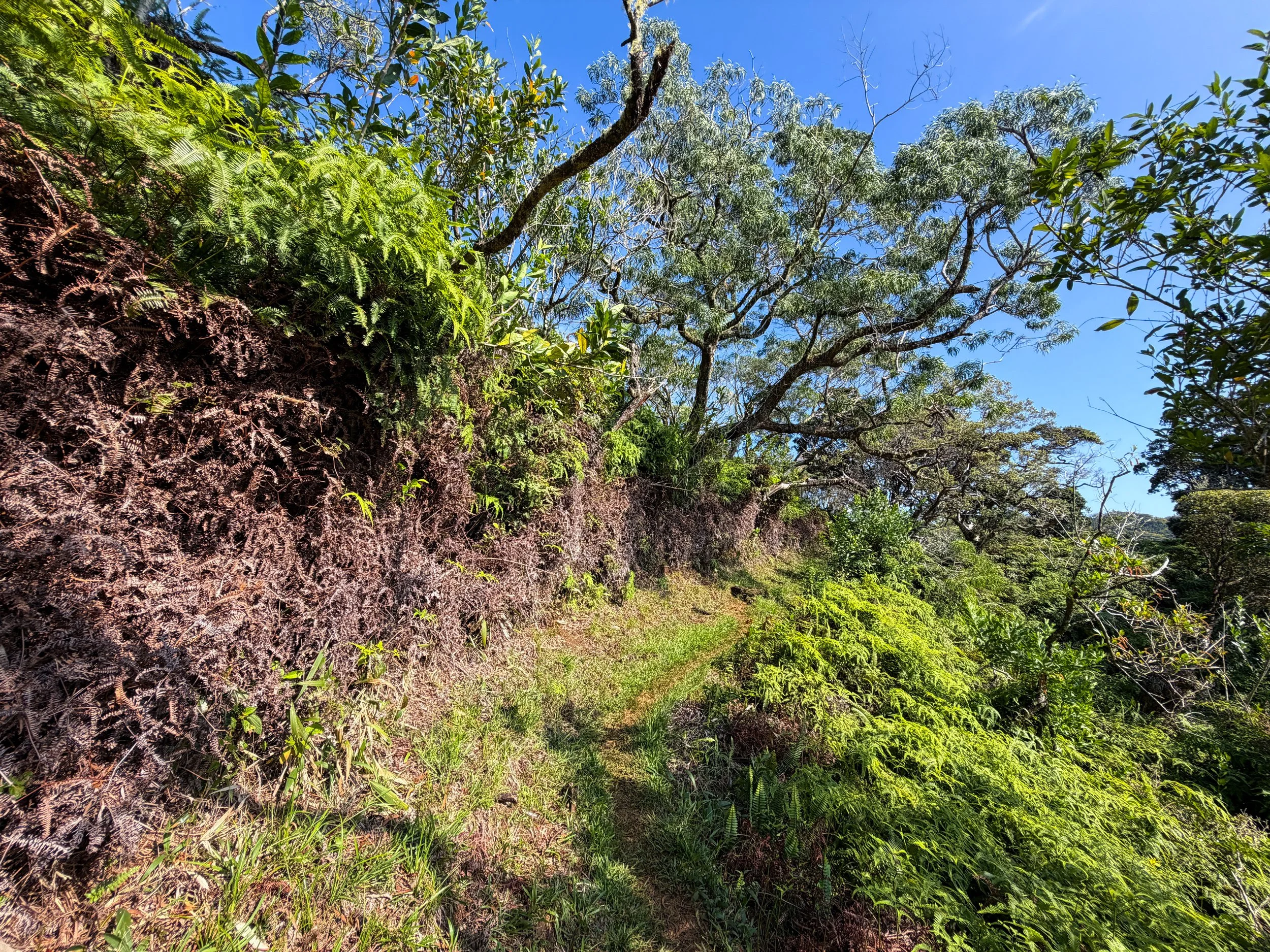 Nuuanu Trail Oahu Hawaii