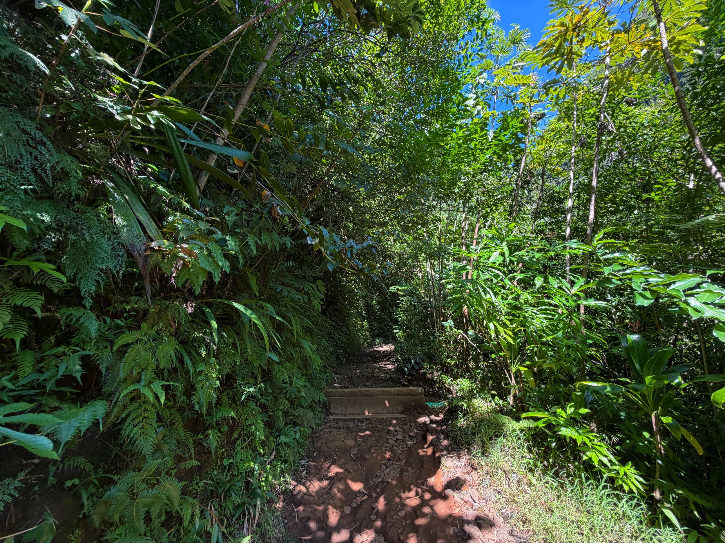 Manoa Falls Trail Oahu Hawaii