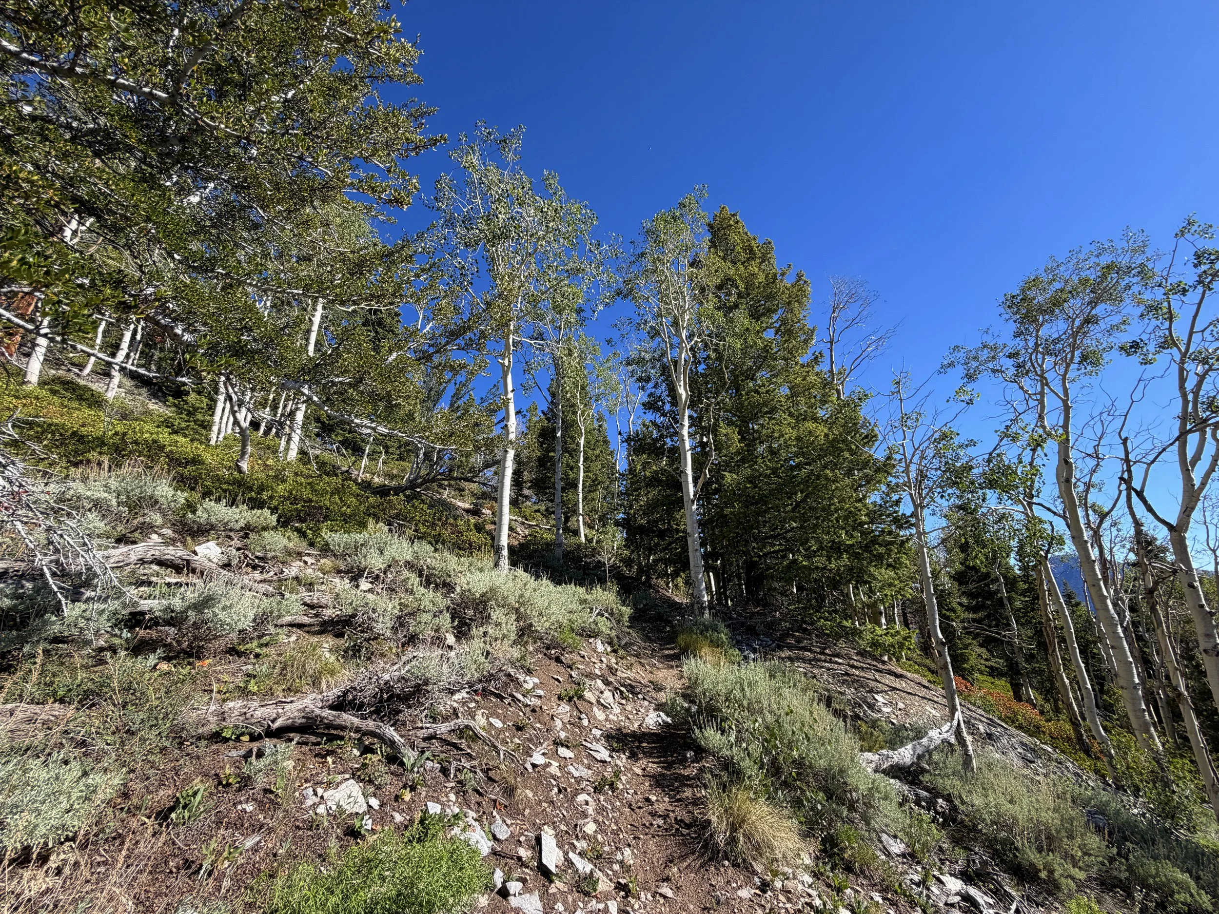 Snake Divide Trail to Magic Grove Great Basin National Park Nevada