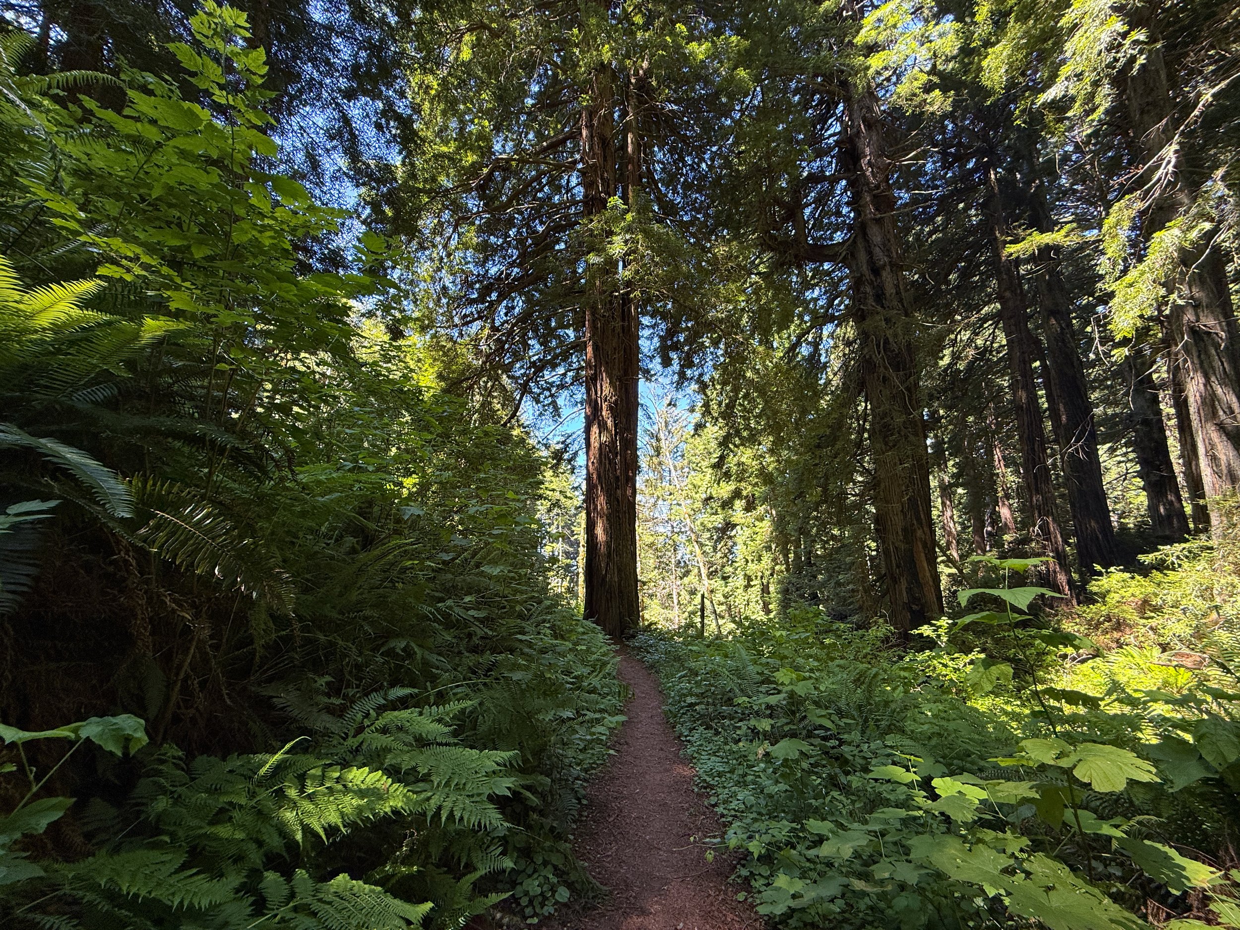 Ossagon Trail Prairie Creek Redwoods State Park California