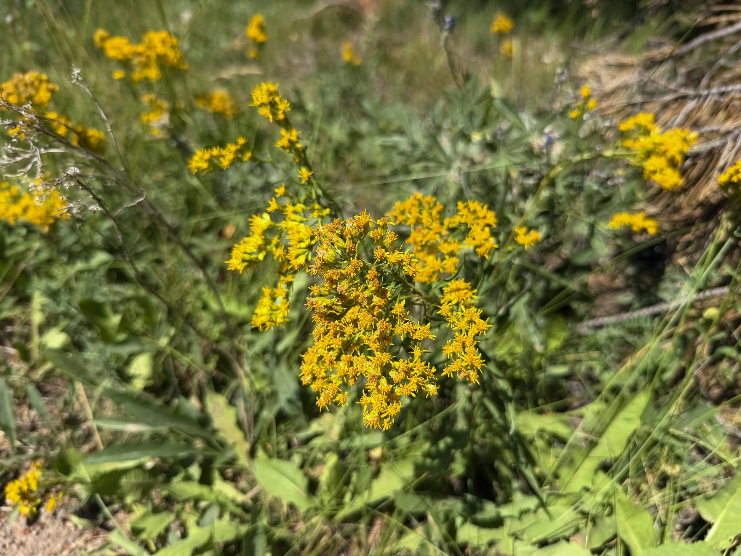 Rocky Mountain Goldenrod Solidago multiradiata
