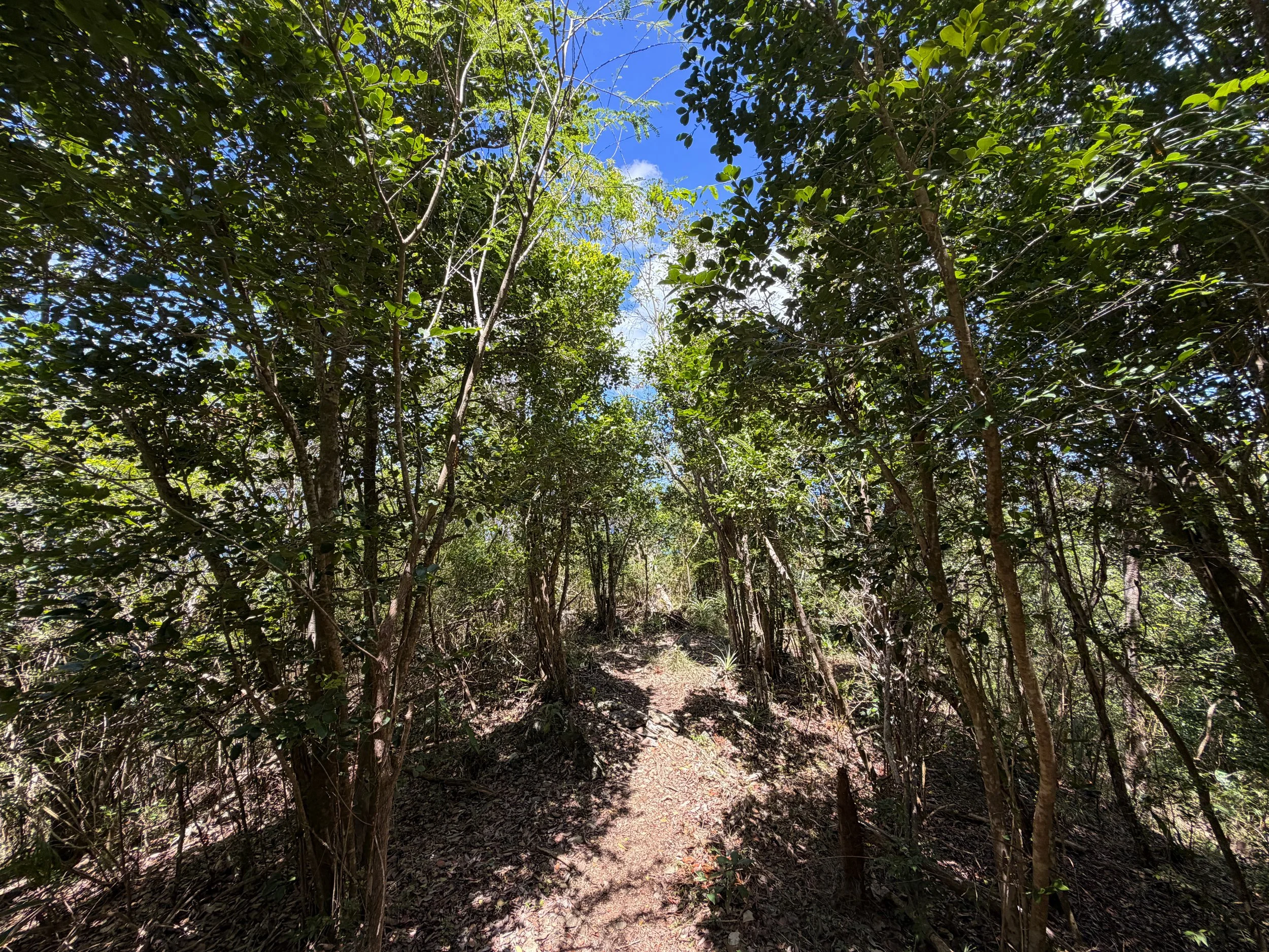 Caneel Hill Trail Virgin Islands National Park