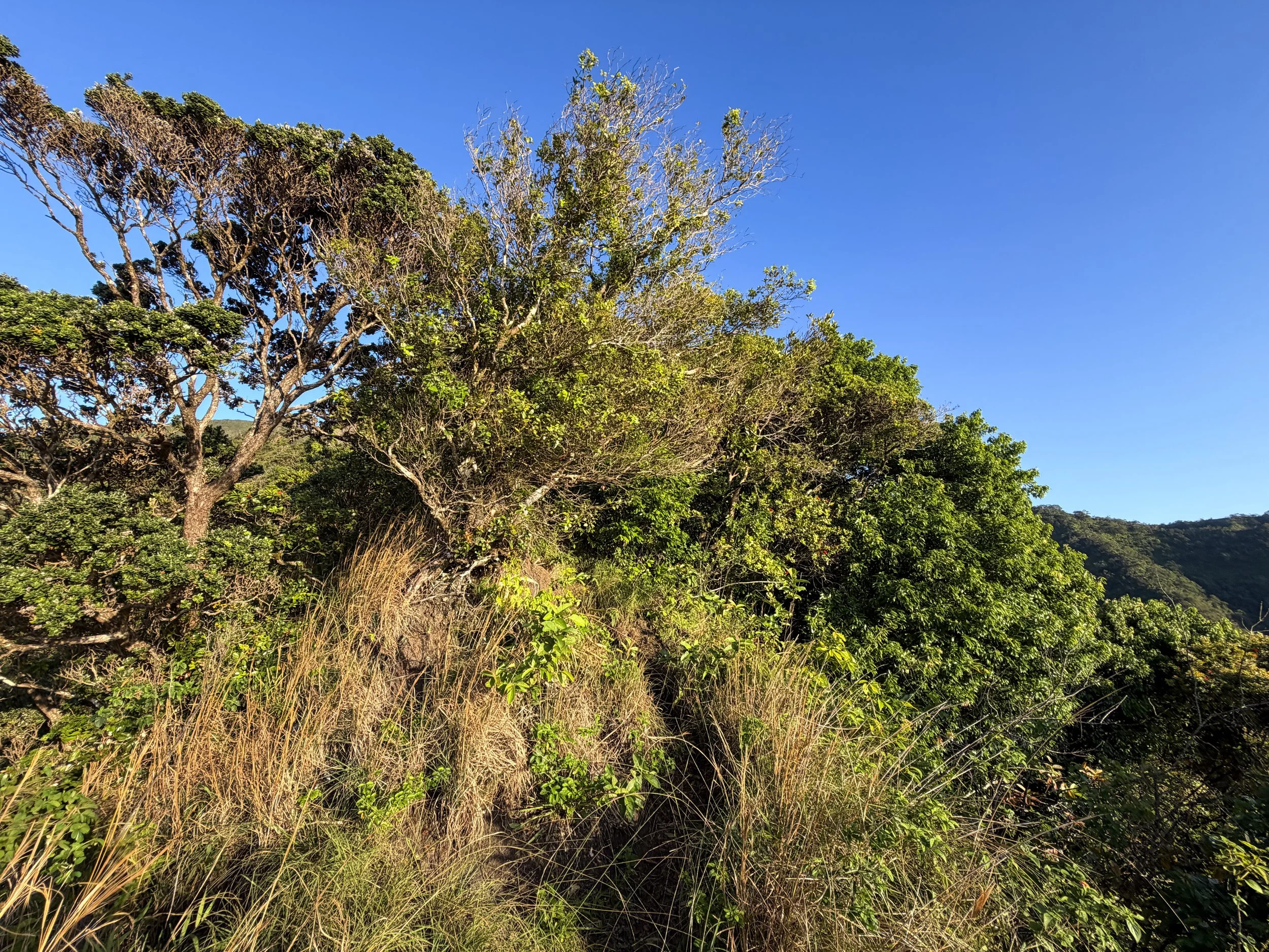 Back Way to Stairway to Heaven Moanalua Middle Ridge Hike Oahu Hawaii
