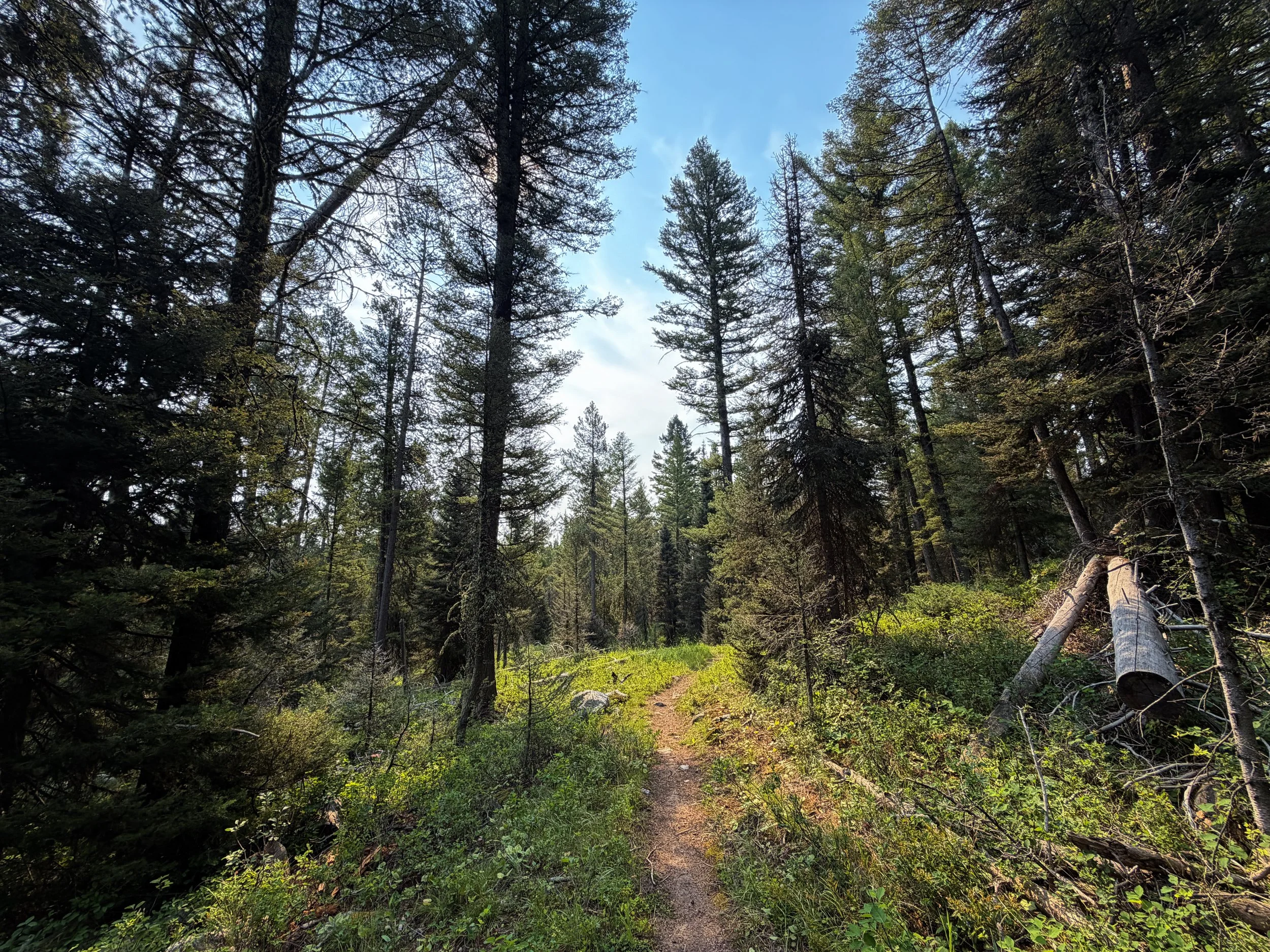 Aspen Ridge Loop Trail Grand Teton National Park Wyoming