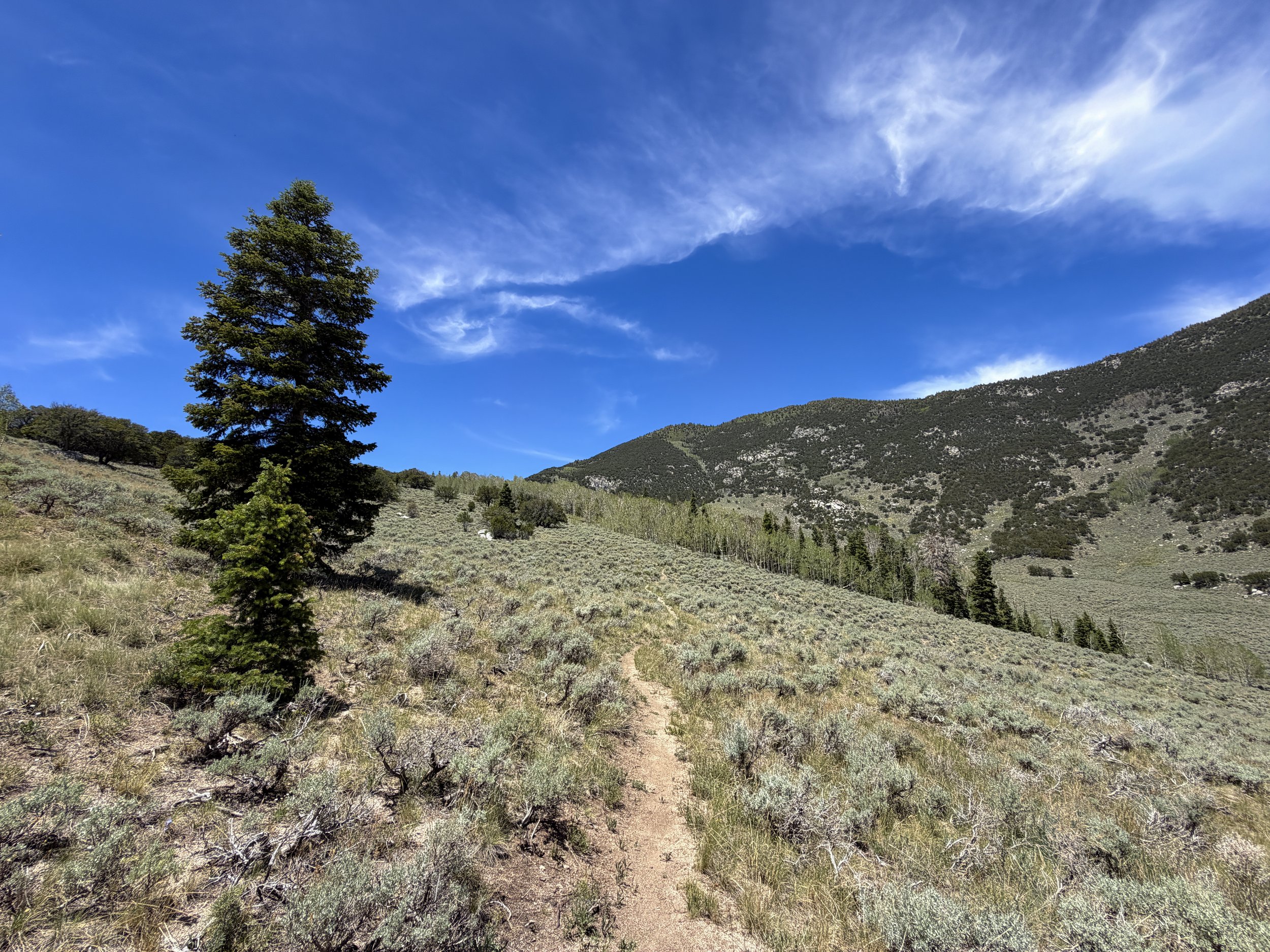 Serviceberry Loop Hike Great Basin National Park Nevada