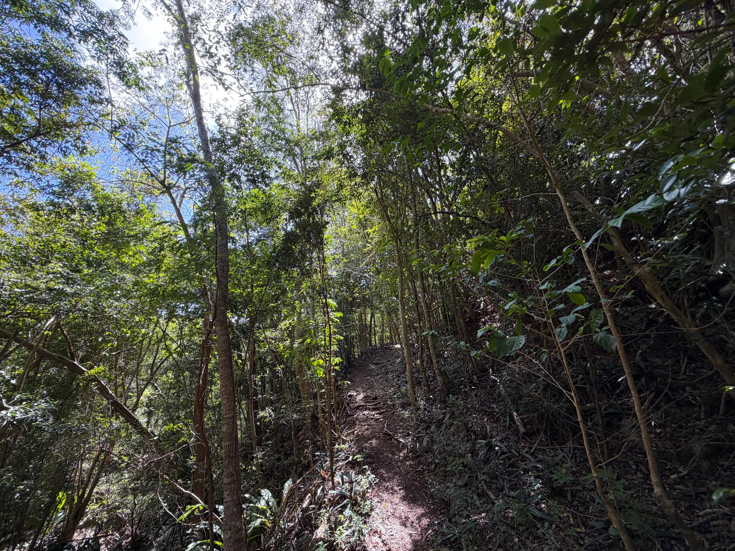 Great Sieben Trail Virgin Islands National Park