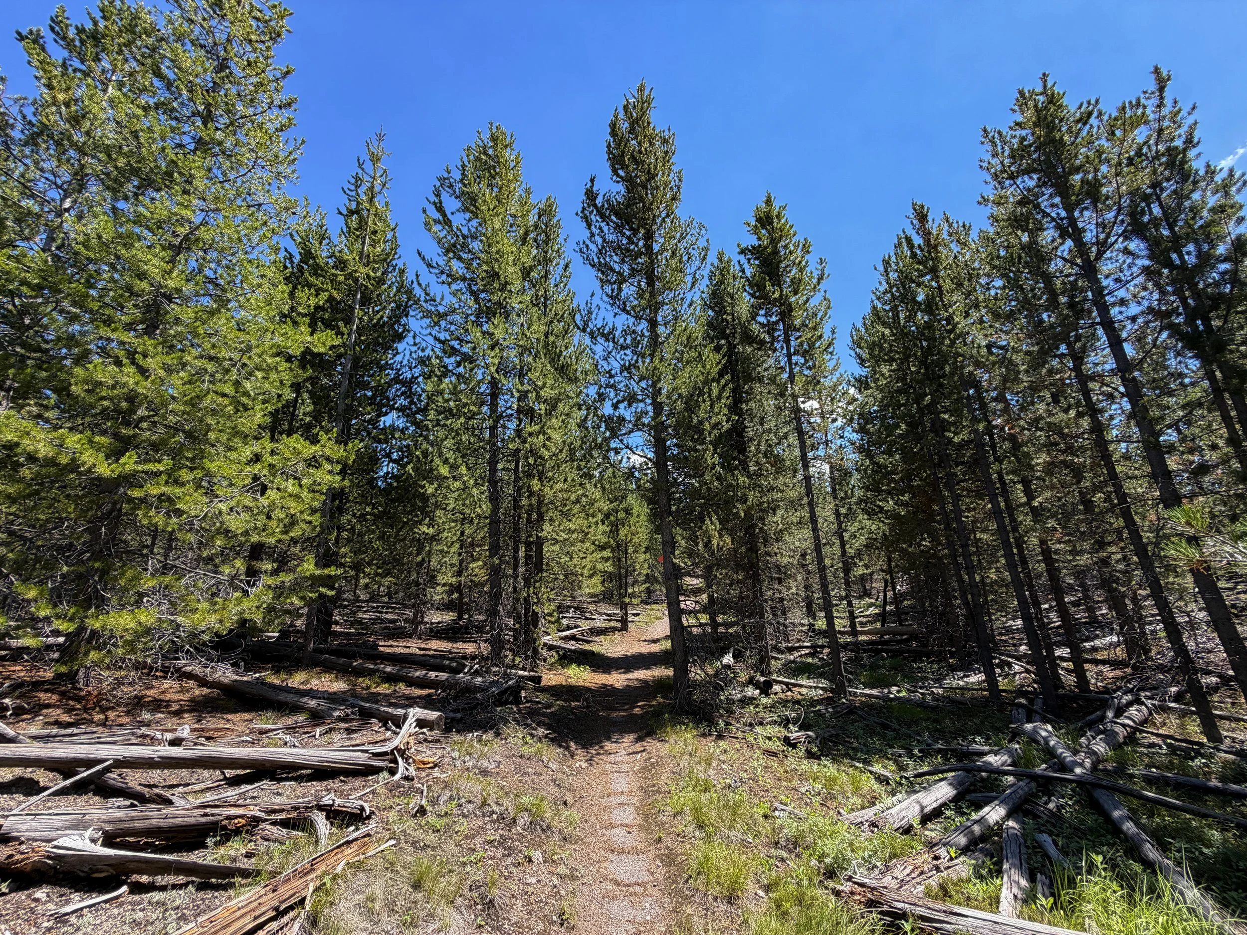 Fern Cascade Loop Trail Yellowstone National Park Wyoming