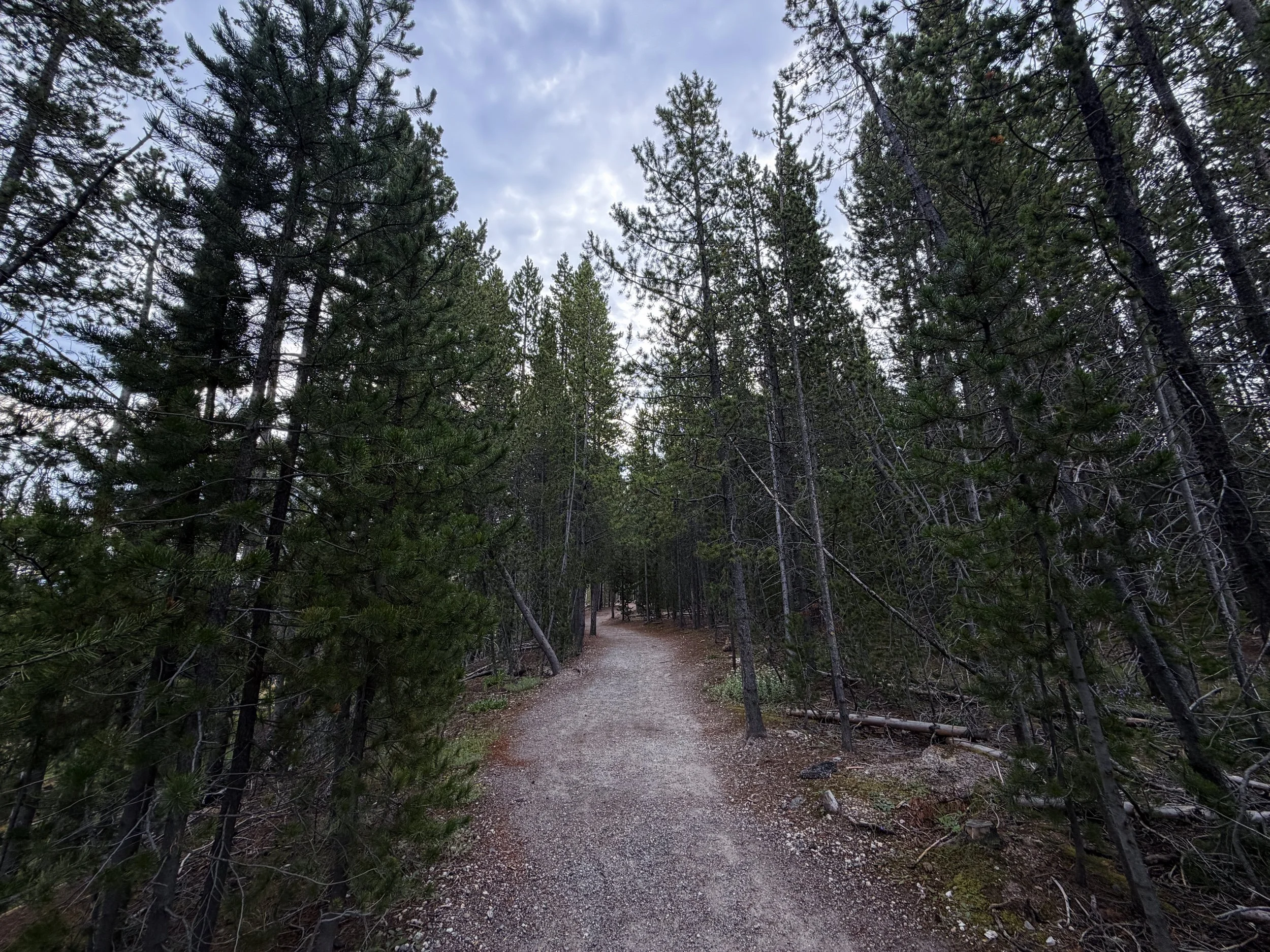 Norris Geyser Basin Trail Yellowstone National Park Wyoming
