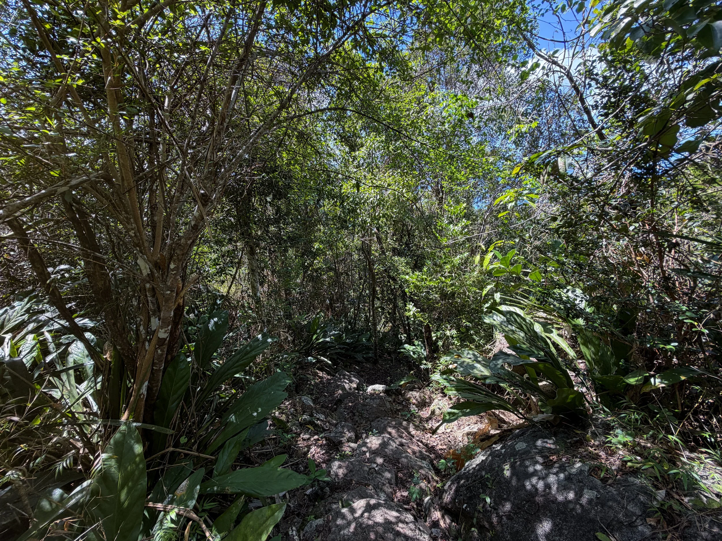 Caneel Hill Trail Virgin Islands National Park