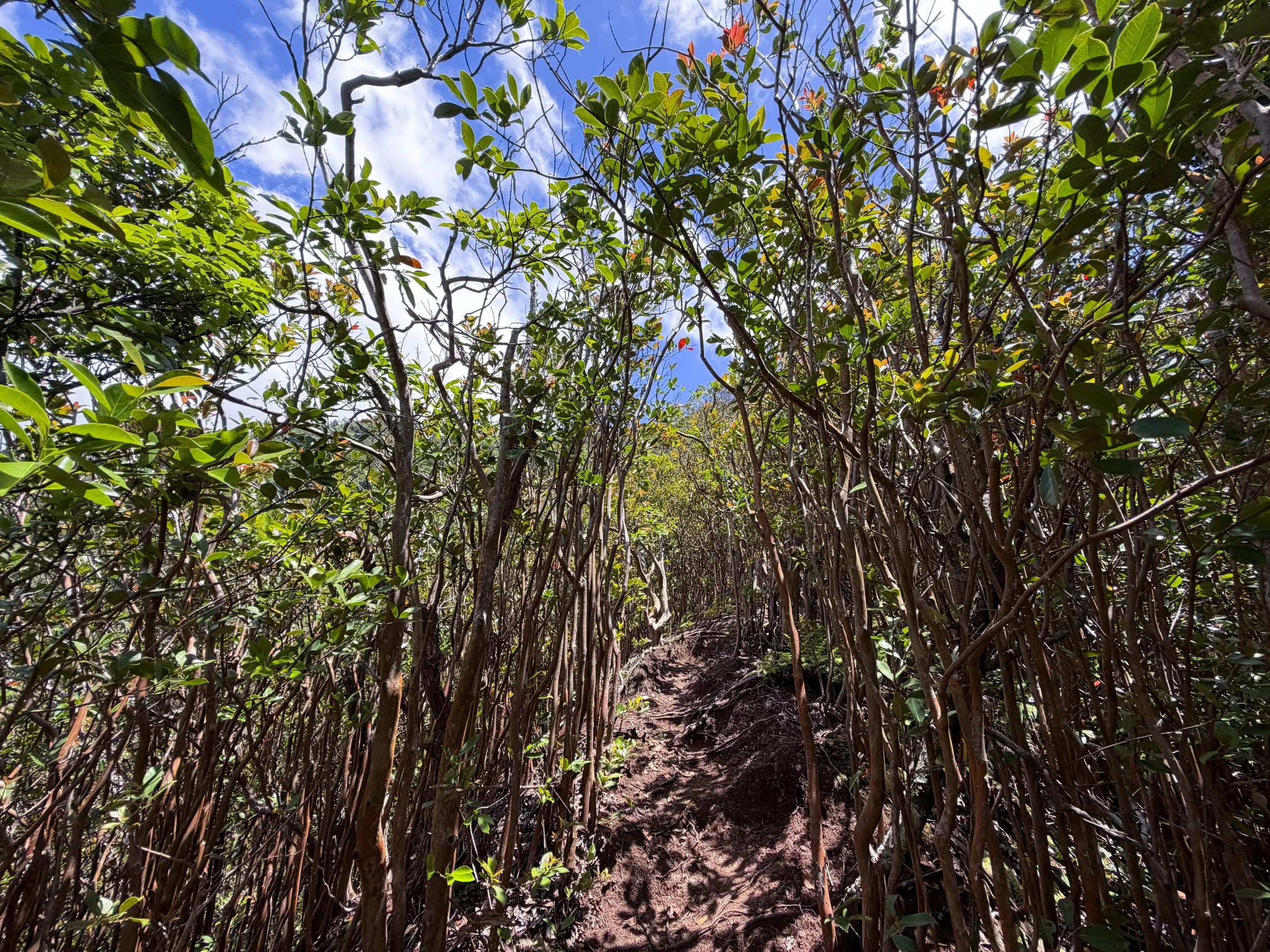 Kamananui Valley to Tripler Ridge Trail Oahu Hawaii