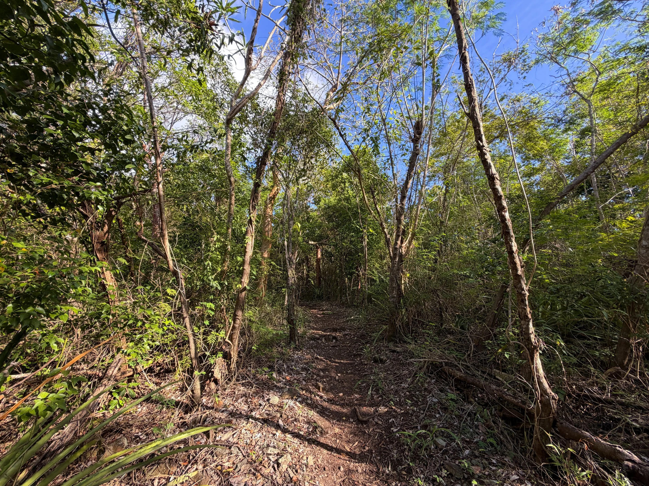 Caneel Hill Spur Trail Virgin Islands National Park
