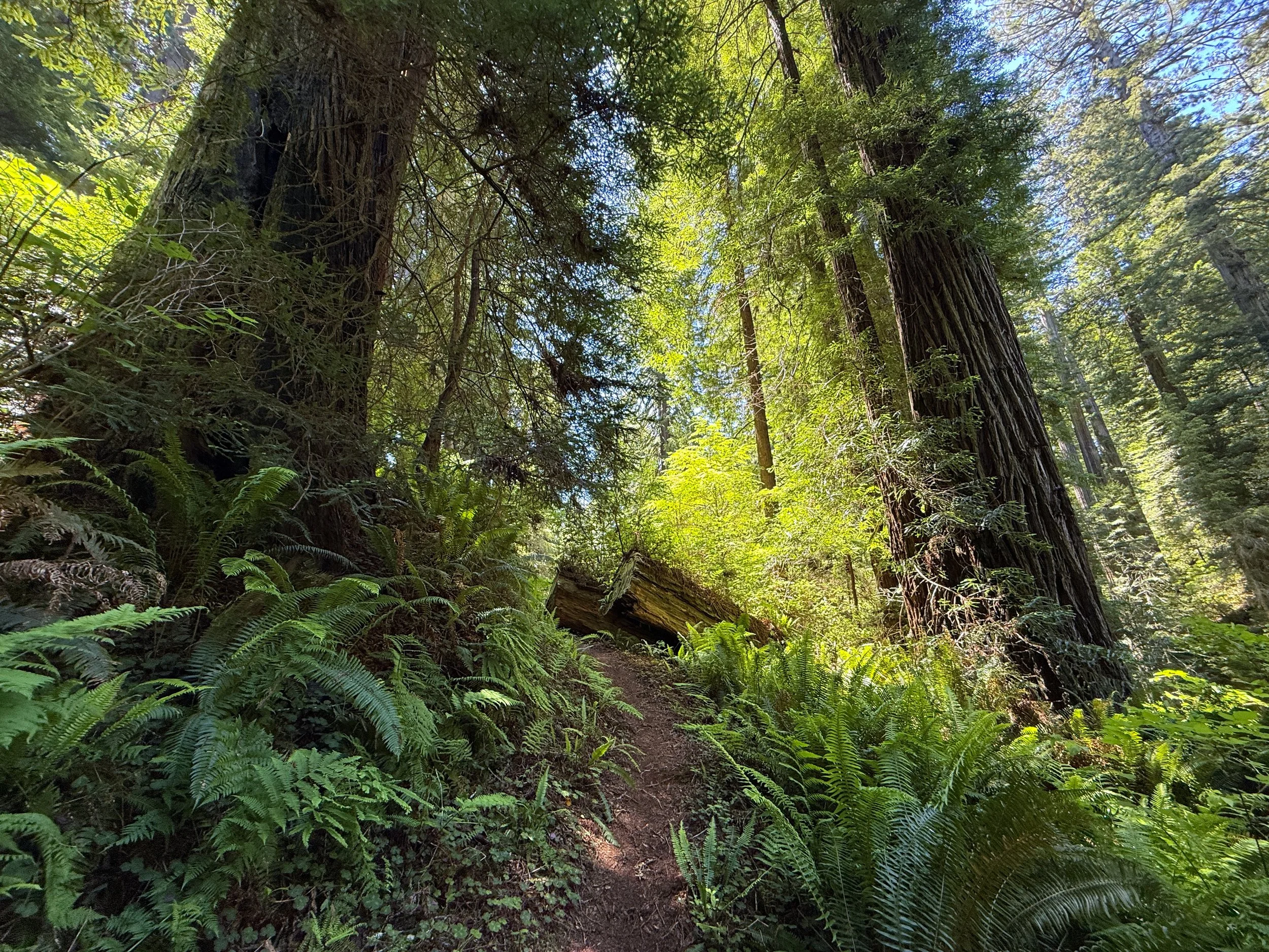 Hope Creek–Ten Taypo Loop Trail Prairie Creek Redwoods State Park California