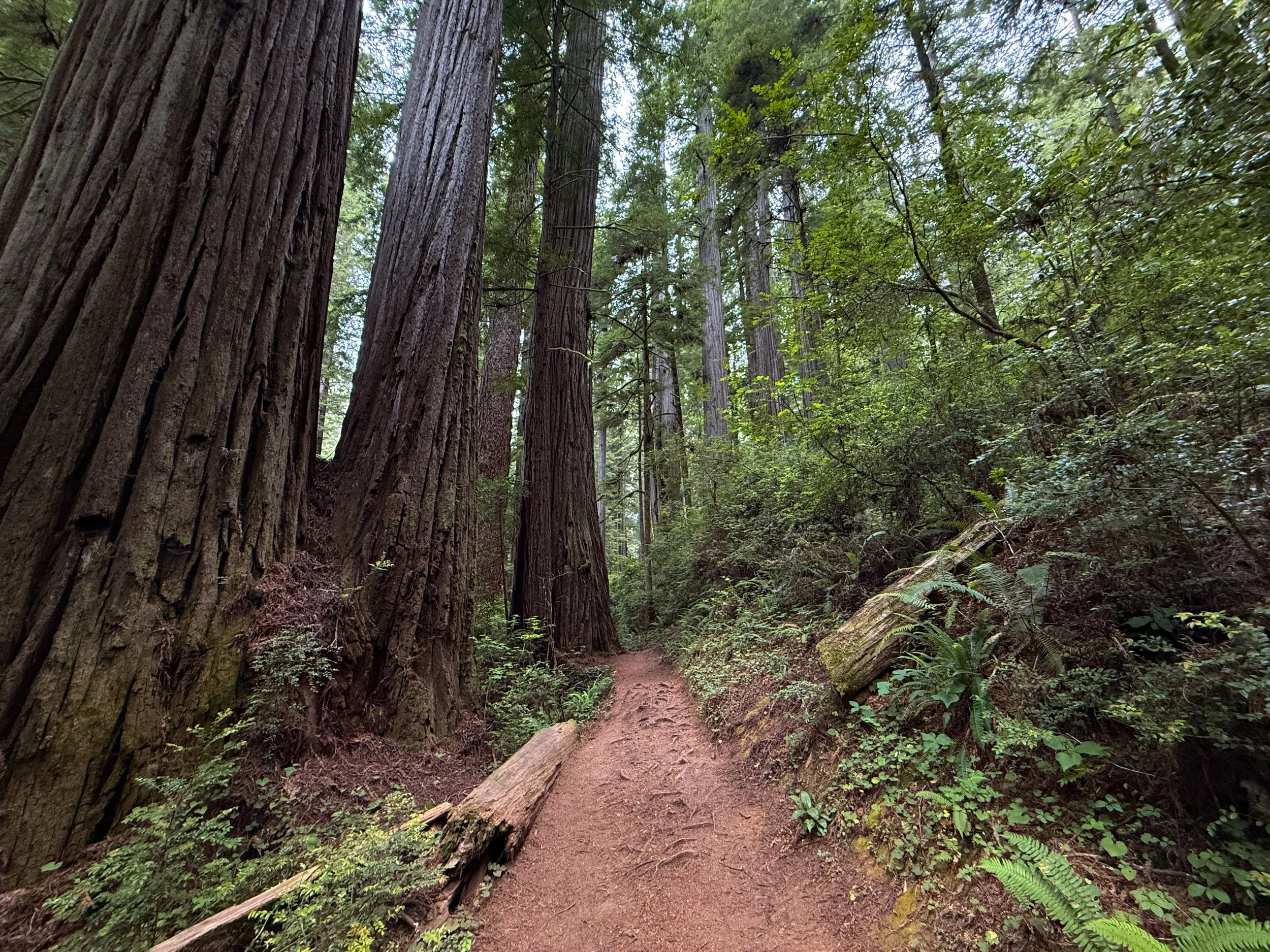 Boy Scout Tree Trail Jedediah Smith Redwoods State Park California