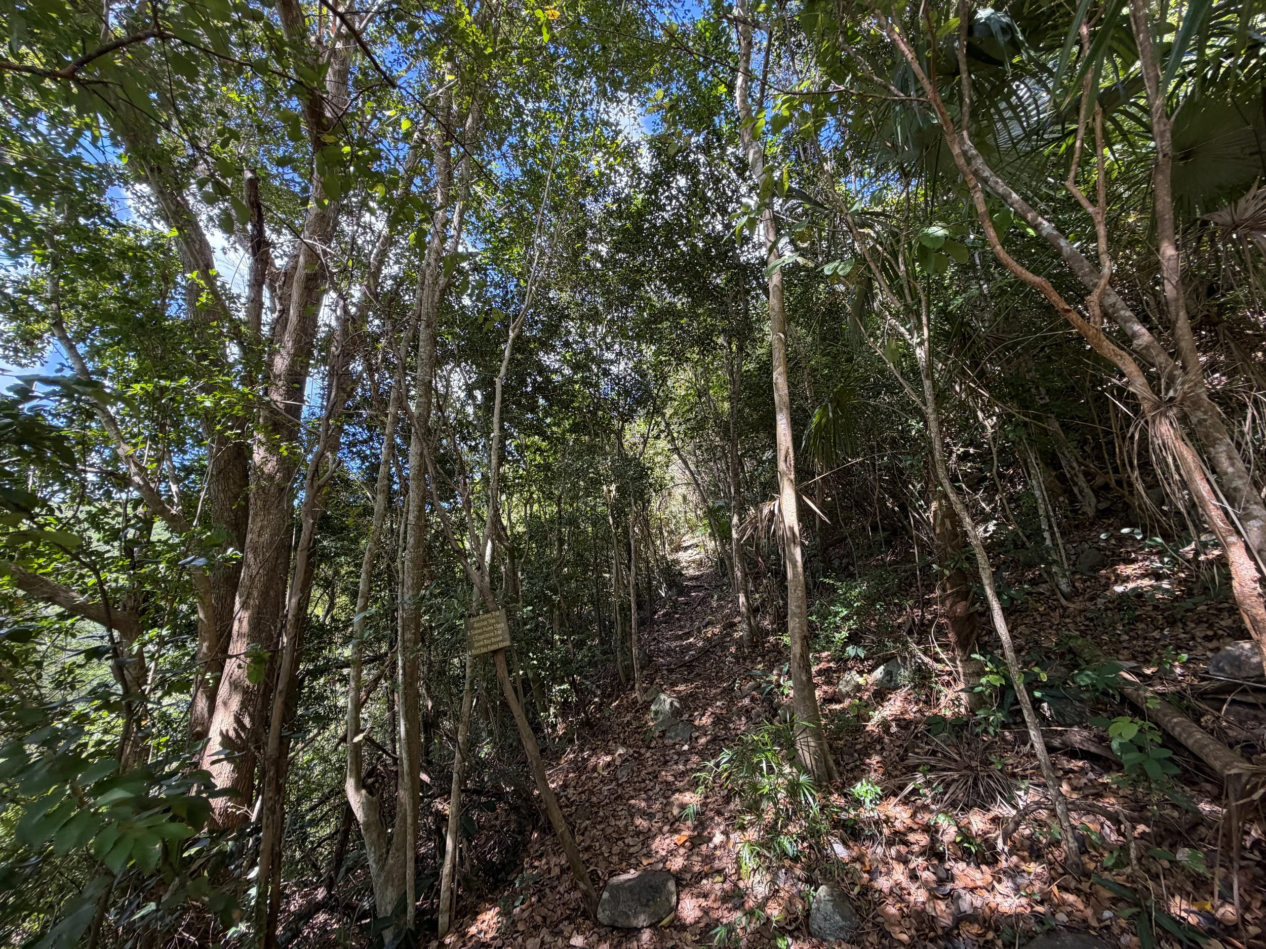 Great Sieben Trail Virgin Islands National Park